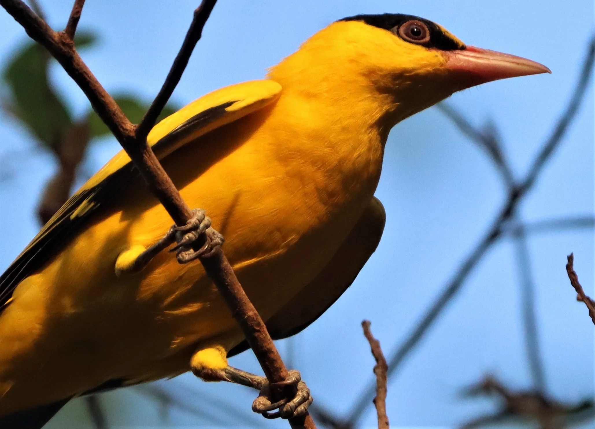 Black-napped Oriole (Oriolus chinensis) Rama 9 Park Bangkok (22).jpg