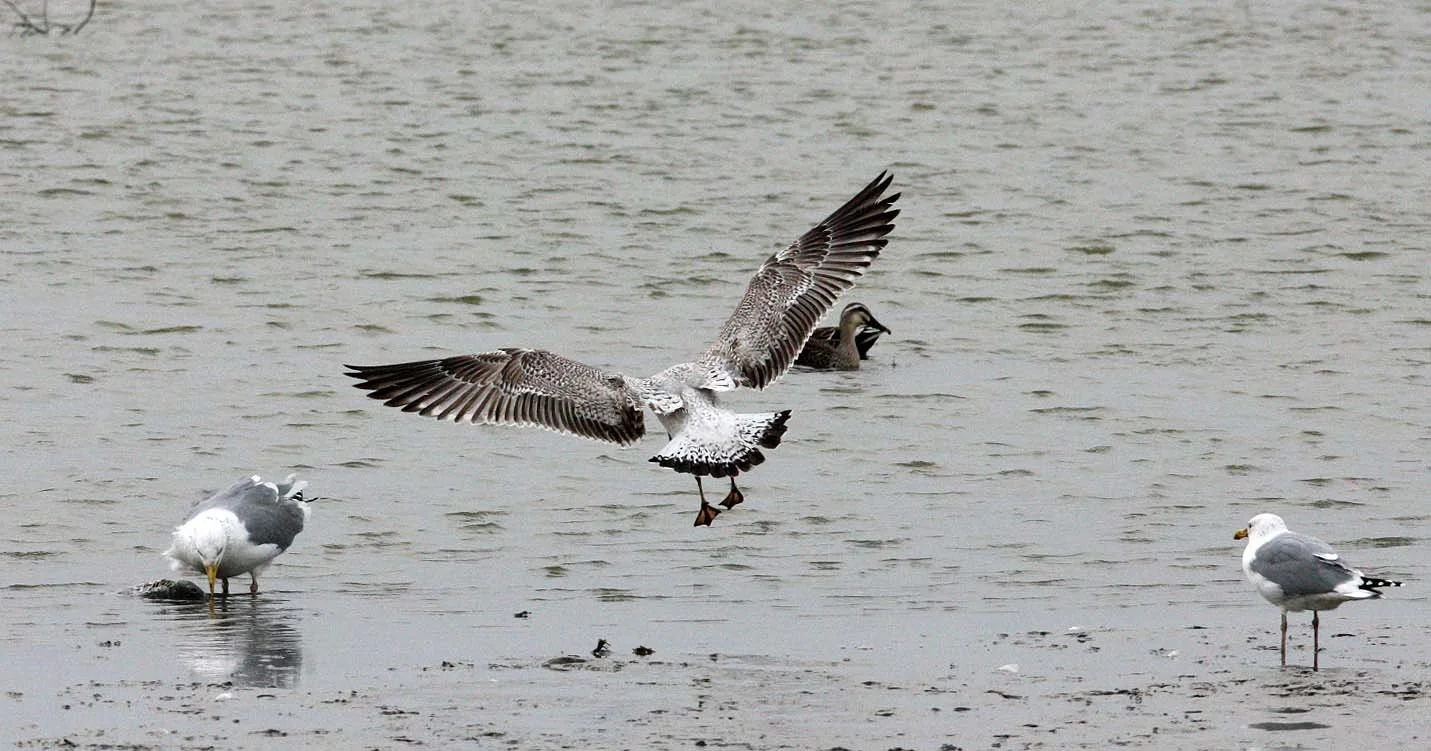 BIRD - GULL - MONGOLIAN GULL - YANCHENG CHINA (14).JPG