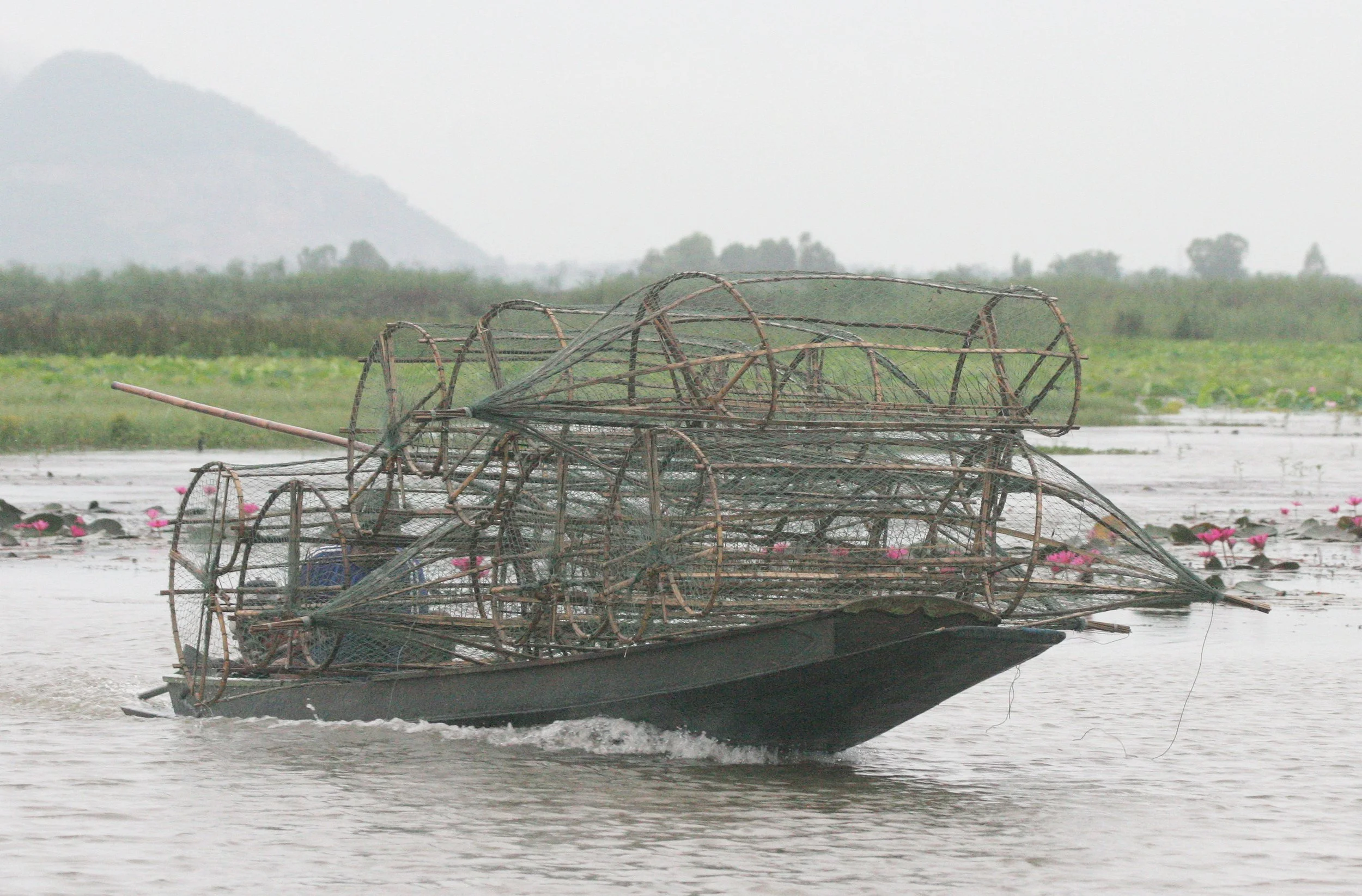 BUENG BORAPHET THAILAND - LOTUS AND LILY AREAS (4).JPG