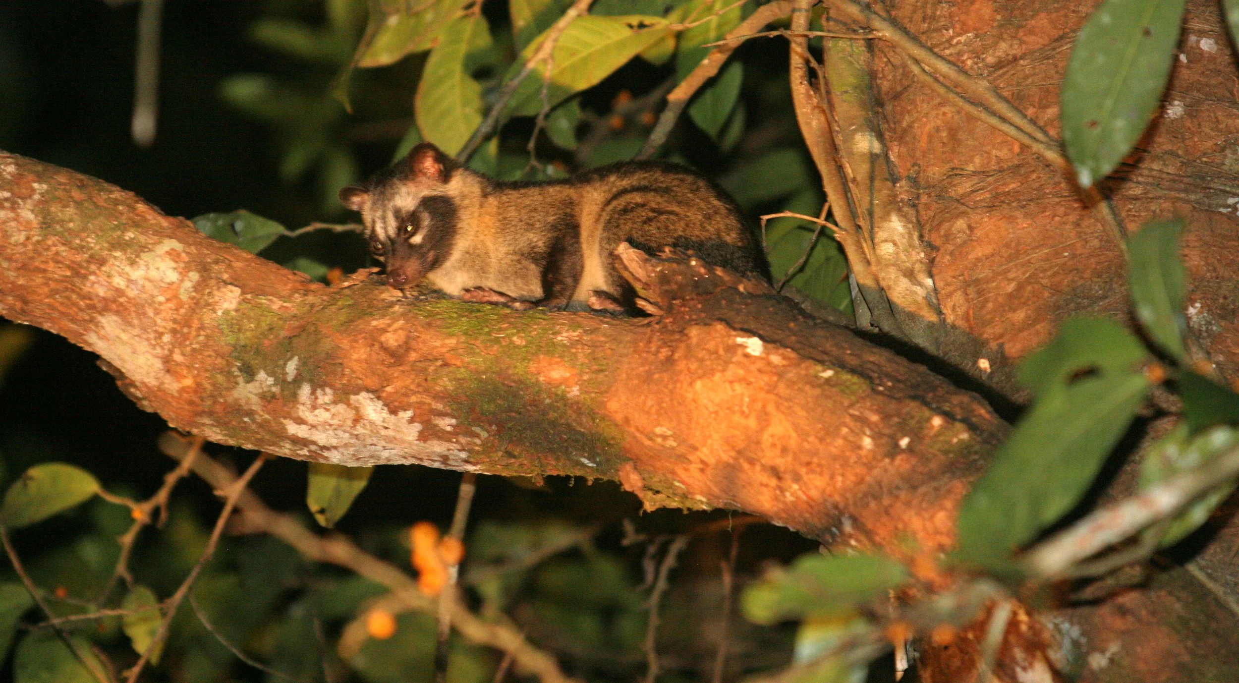 Paradoxurus hermaphroditus philippinensis - COMMON (PHILPPINE) PALM CIVET - TABIN WILDLIFE RESERVE BORNEO  (5).JPG