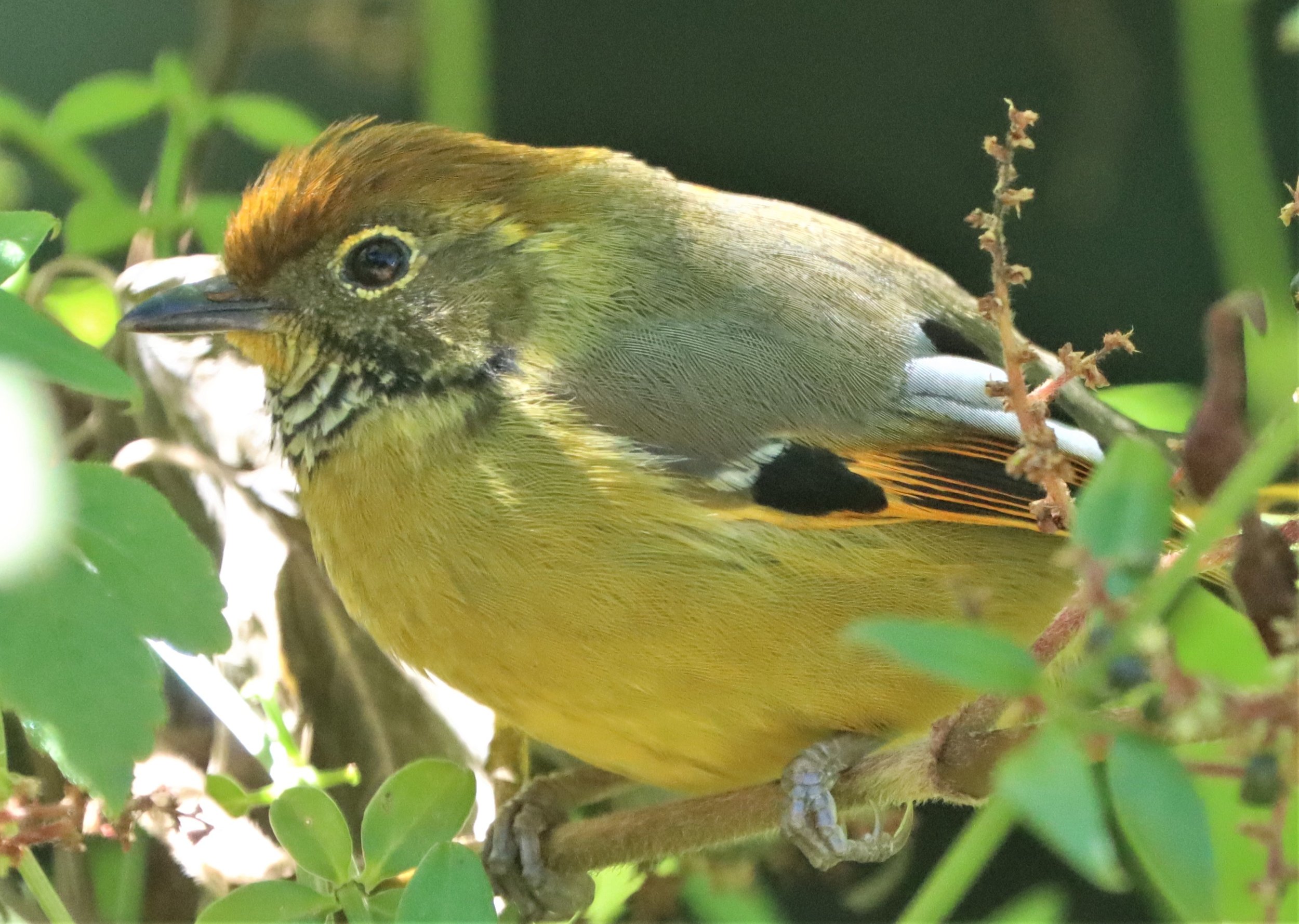 MINLA - CHESTNUT-TAILED MINLA - Minla strigula - DOI INTHANON SUMMIT (14).jpg
