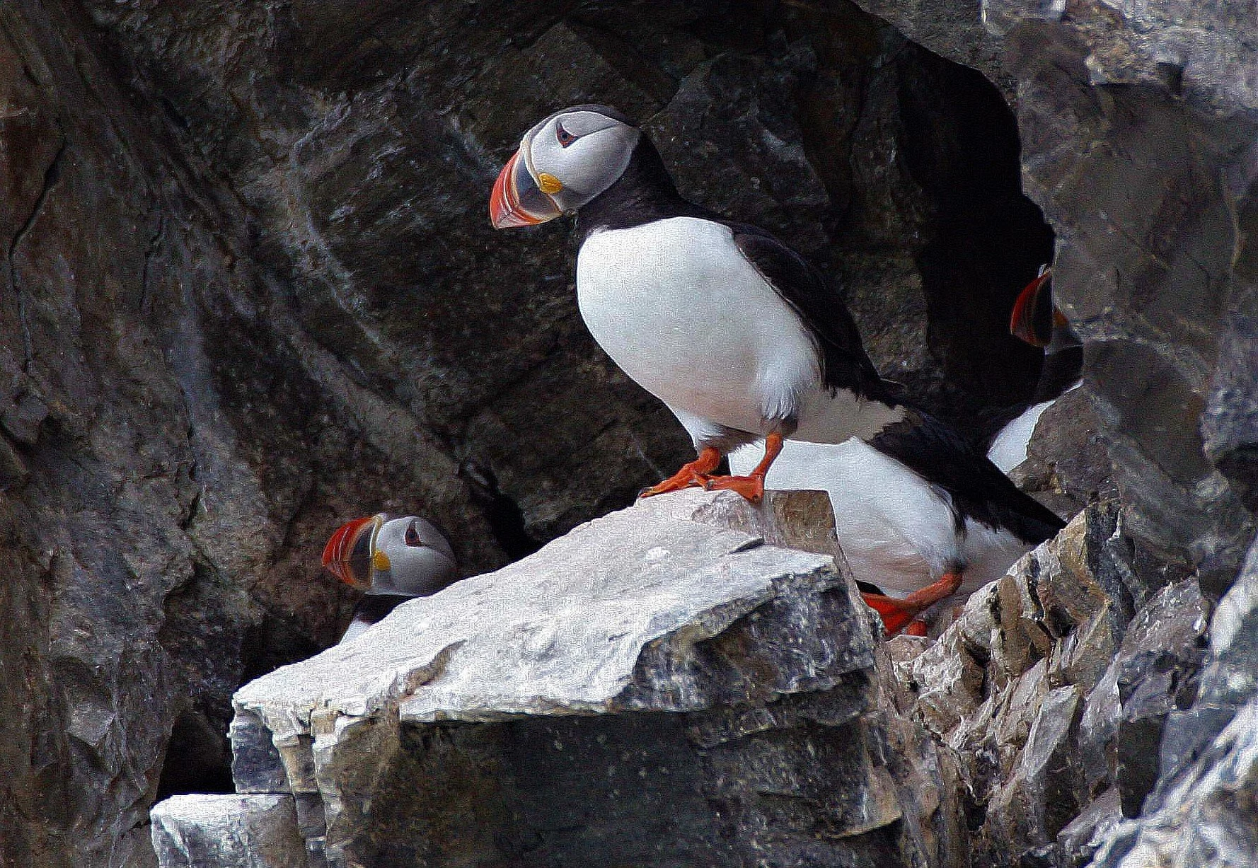 Fratercula arctica - ATLANTIC PUFFIN - SVALBARD aa (4).jpg