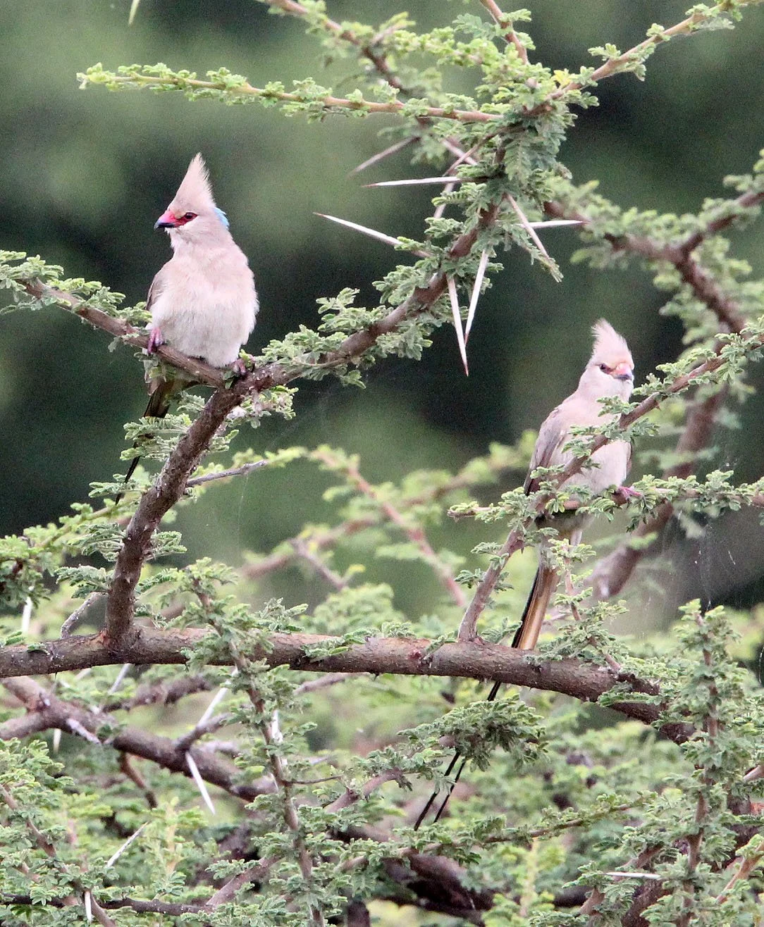 Blue-naped Mousebird (Urocolius macrourus) Langano Lake Ethiopia (4).JPG