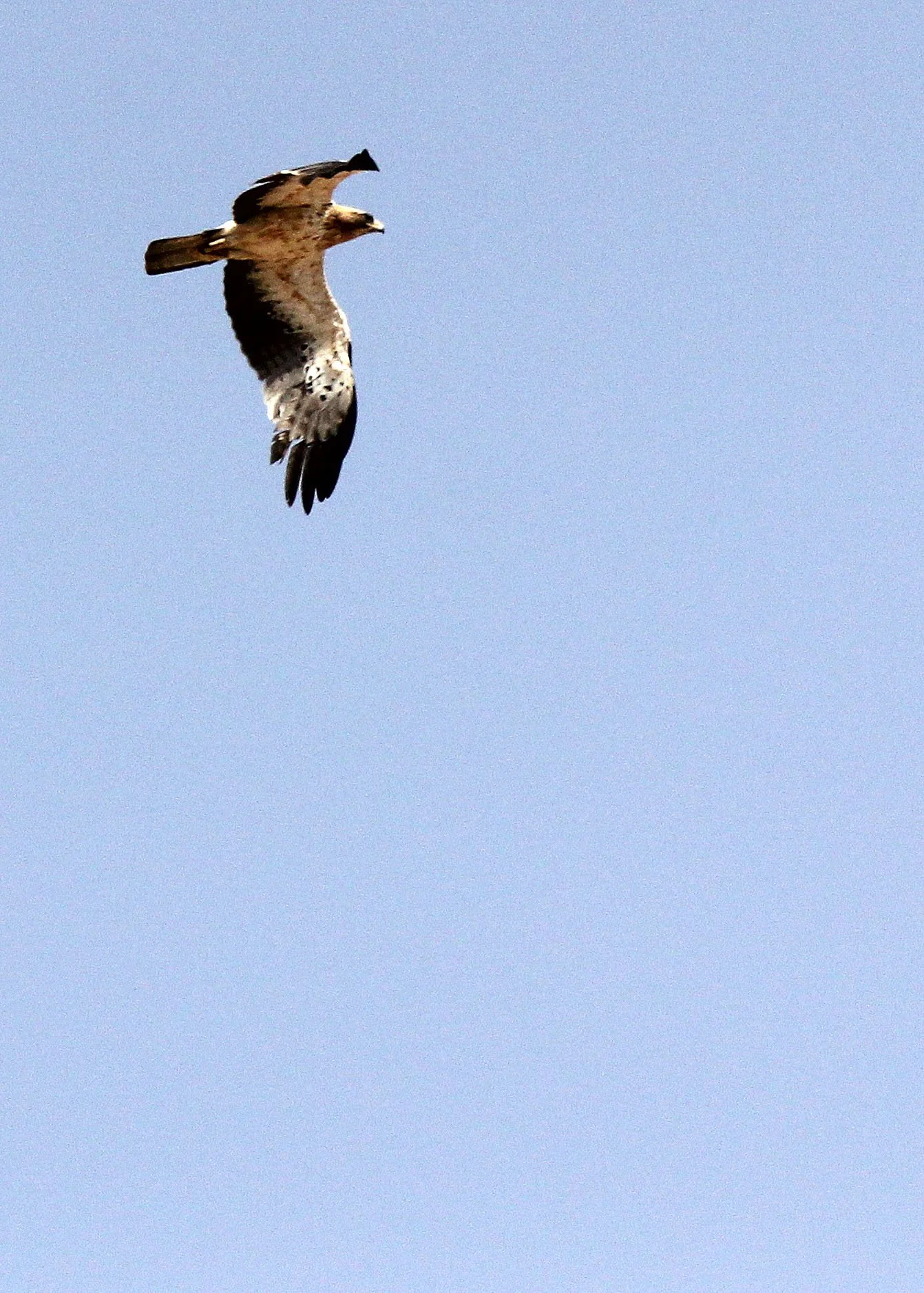 Hieraaetus pennatus - BOOTED EAGLE - NEAR GAFSA TUNISIA (16).JPG