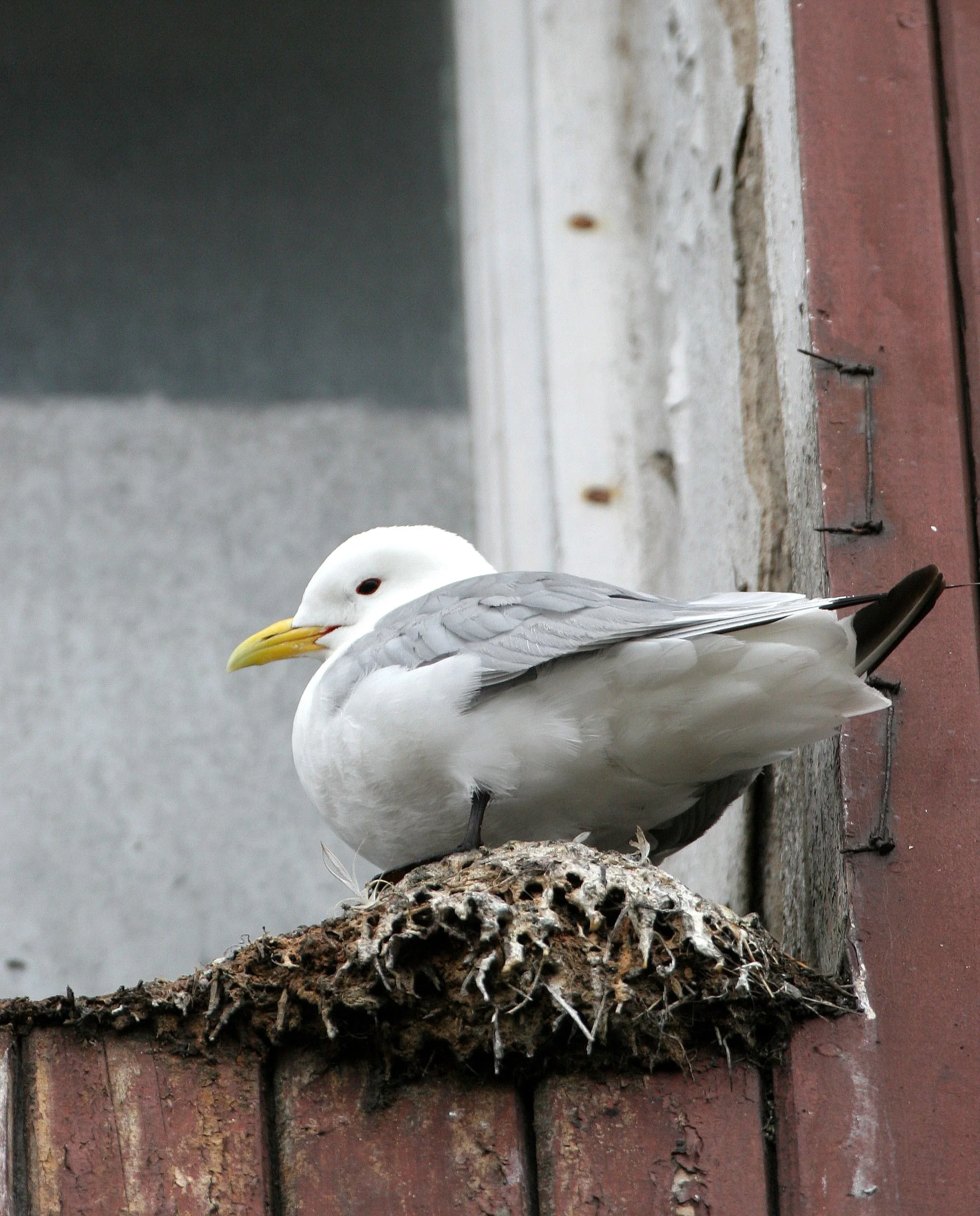 BIRD - KITTIWAKE - BLACK-LEGGED - SVALBARD (8).jpg