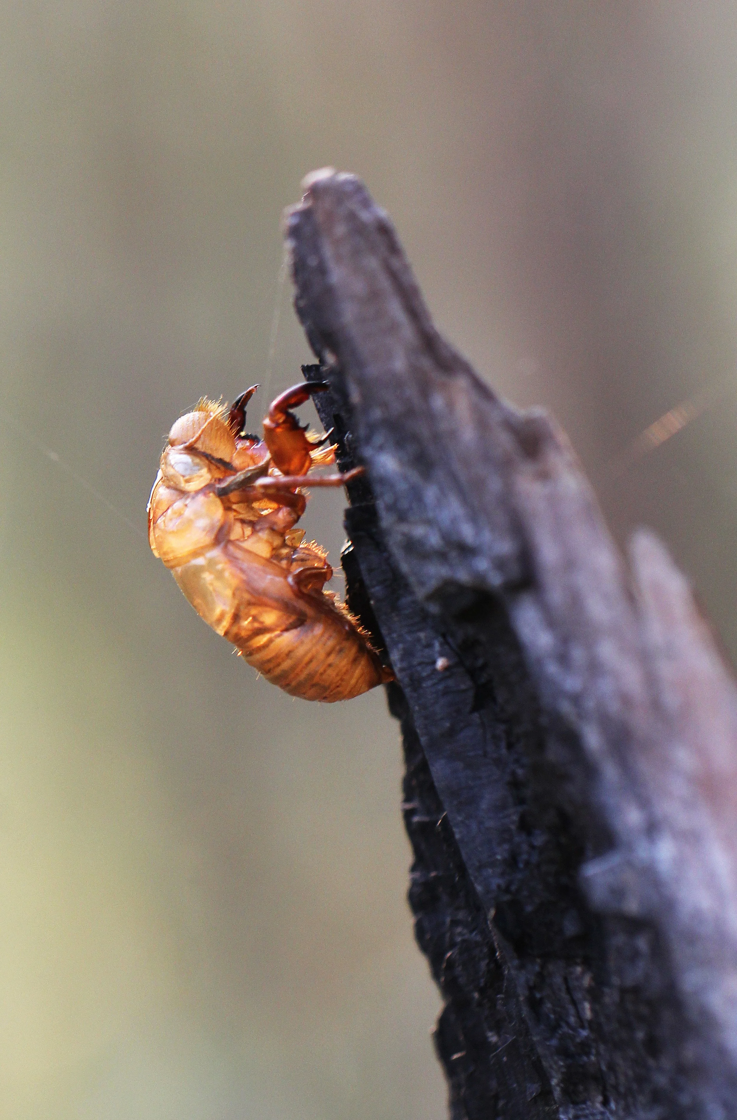 Cicada exuvium