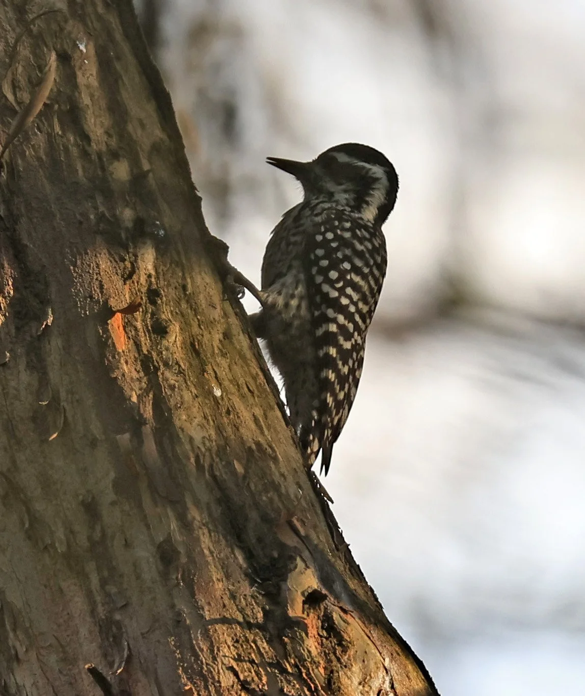 Checkered Woodpecker (Veniliornis mixtus) Estancia Campo'i Paraguay (2).jpg
