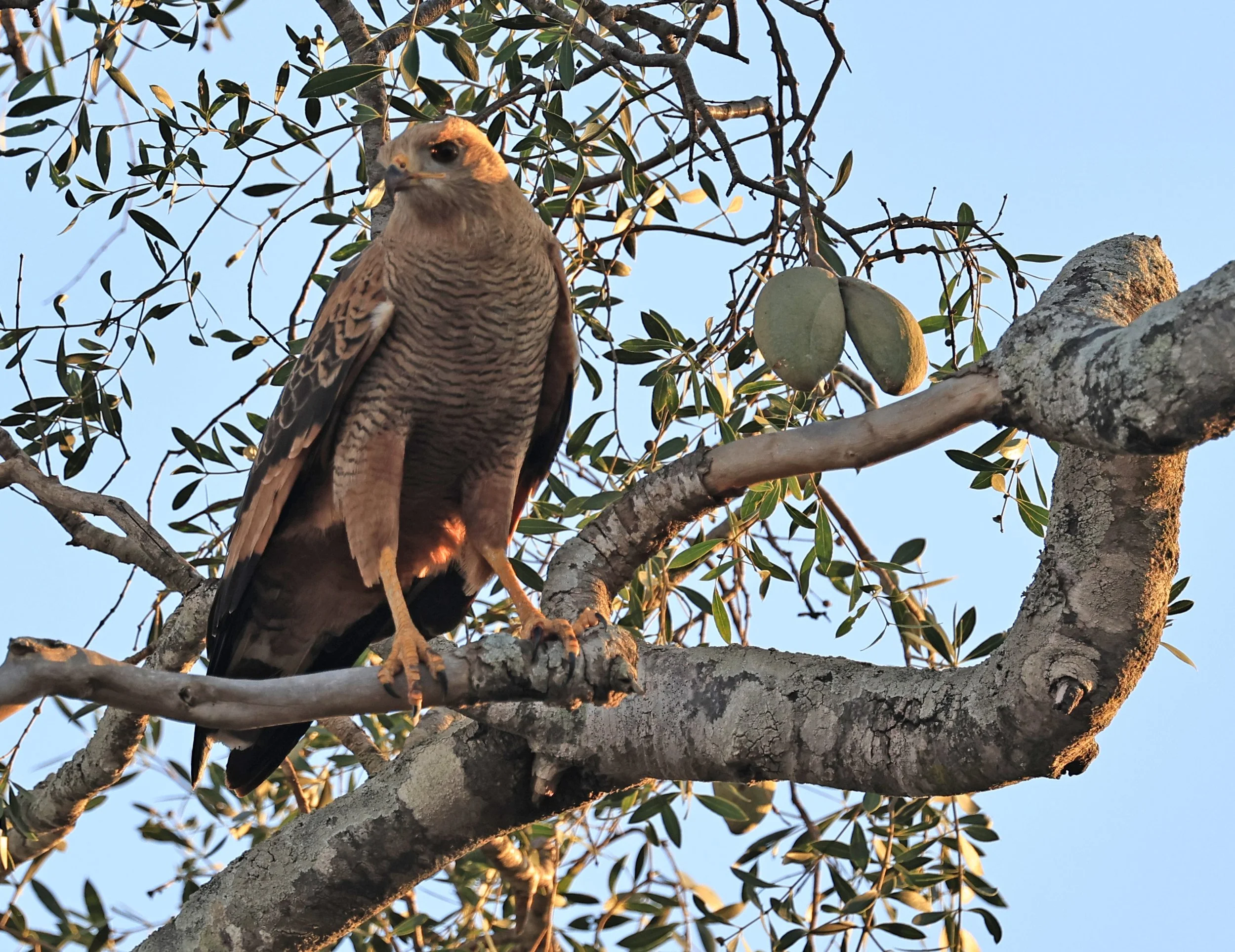 Savanna Hawk (Buteogallus meridionalis) Agua Dulce Paraguay (18).jpg
