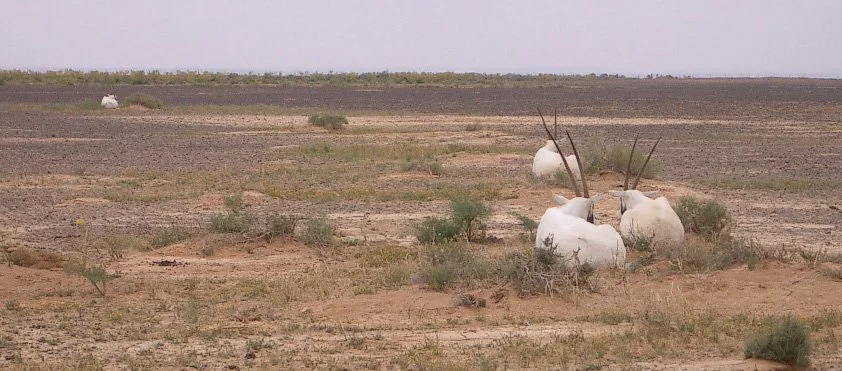 BOVID - ORYX - ARABIAN ORYX-SHAUMARI.JPG