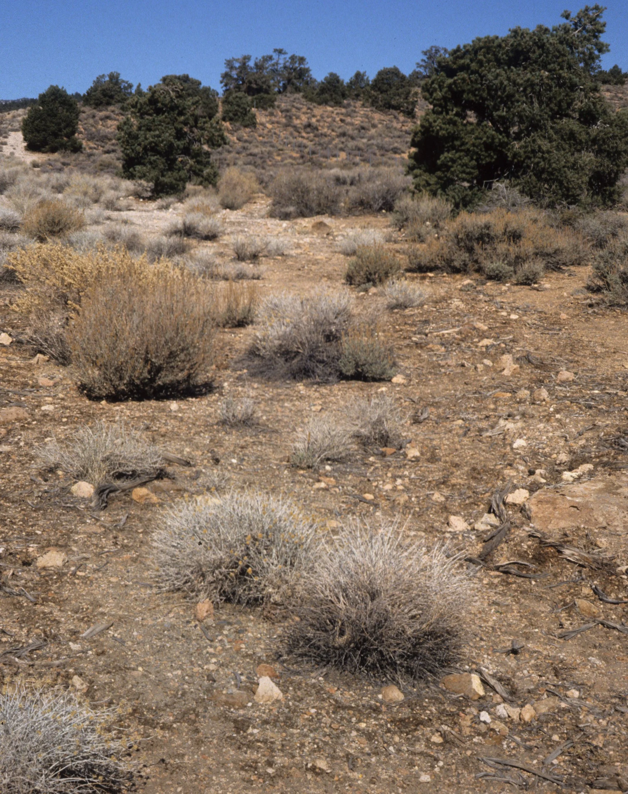 GREAT BASIN NP - JUNIPER PINYON PINE COMMUNITY.jpg
