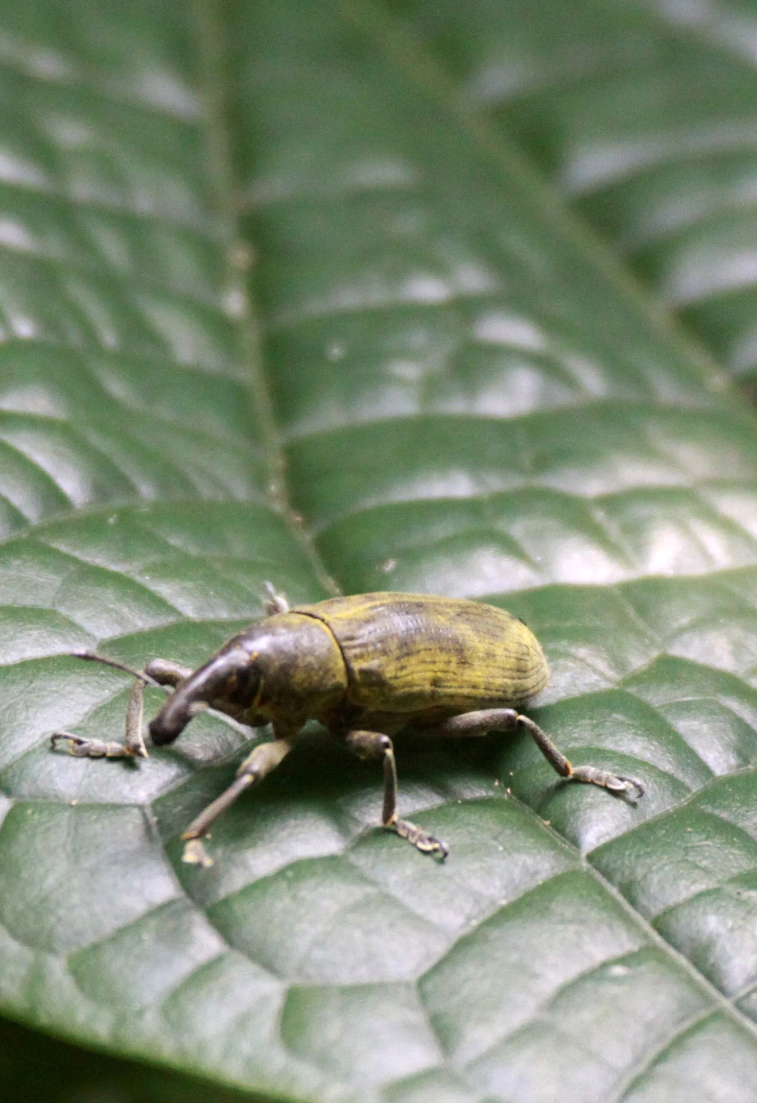 Lixus angustatus - Rwenzori National Park, Uganda 