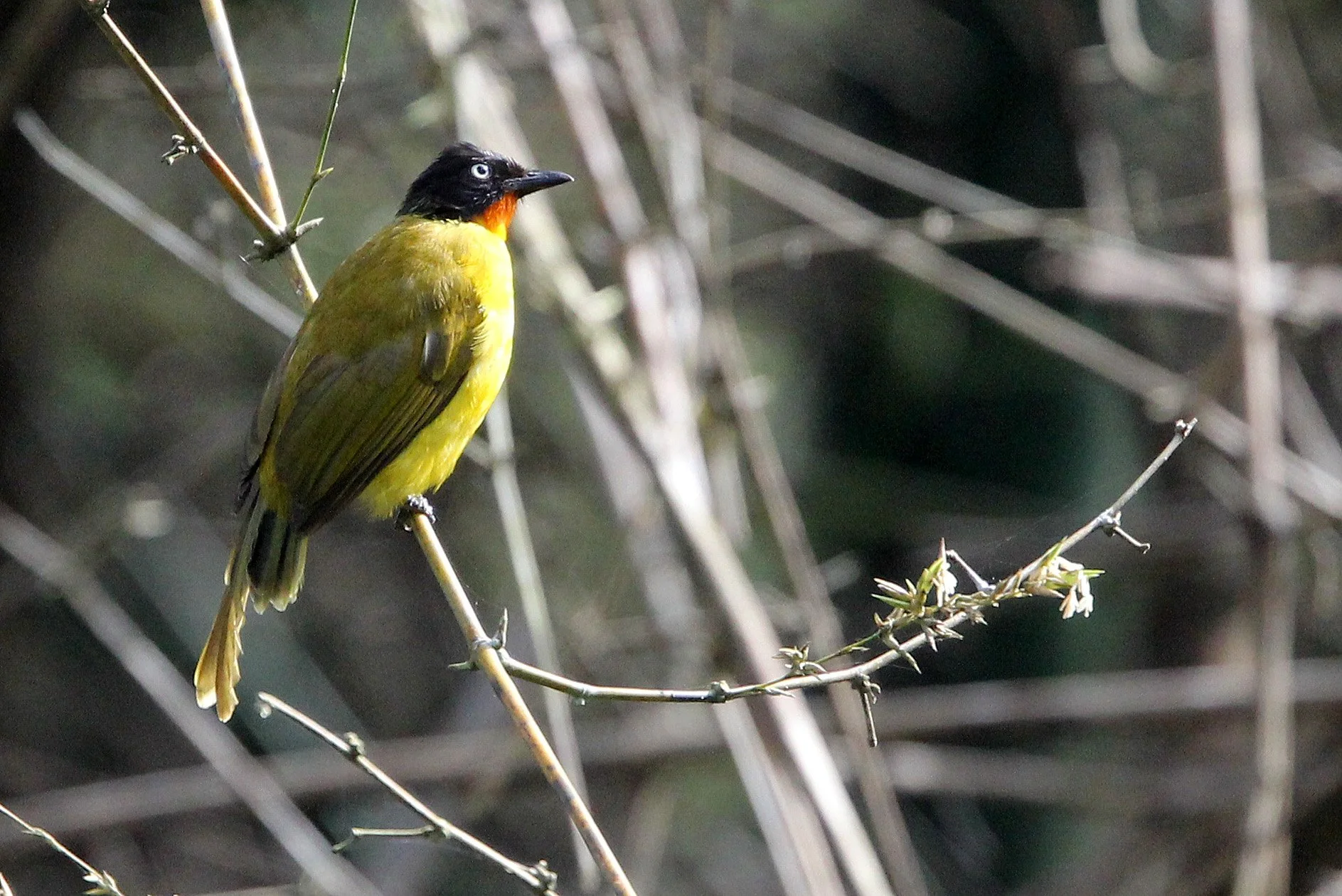 Flame-throated Bulbul (Rubigula gularis) — Coke Smith Wildlife