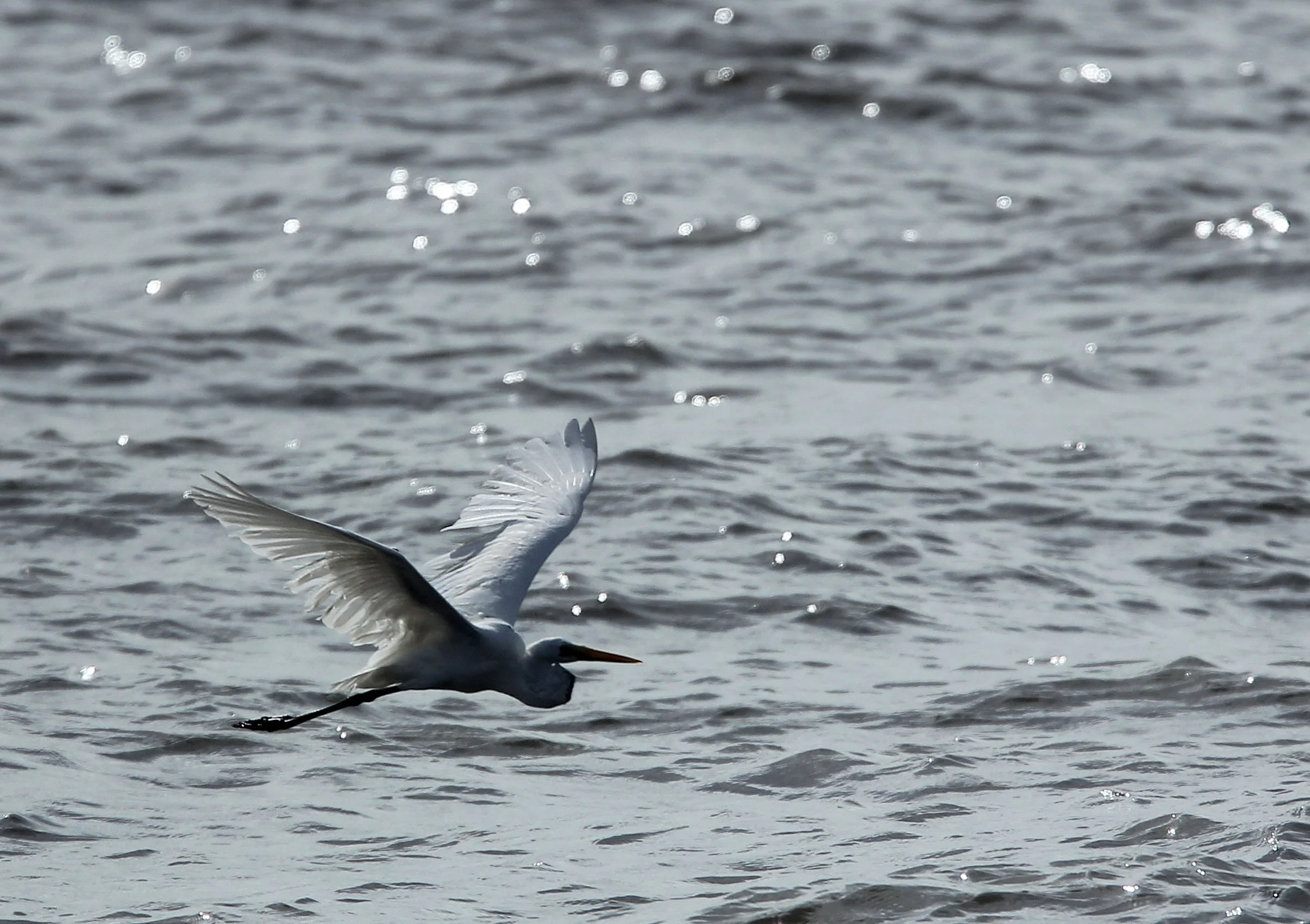EGRET - INTERMEDIATE EGRET - Mesophoyx intermedia - THA KHAM BANGKOK  (1).JPG