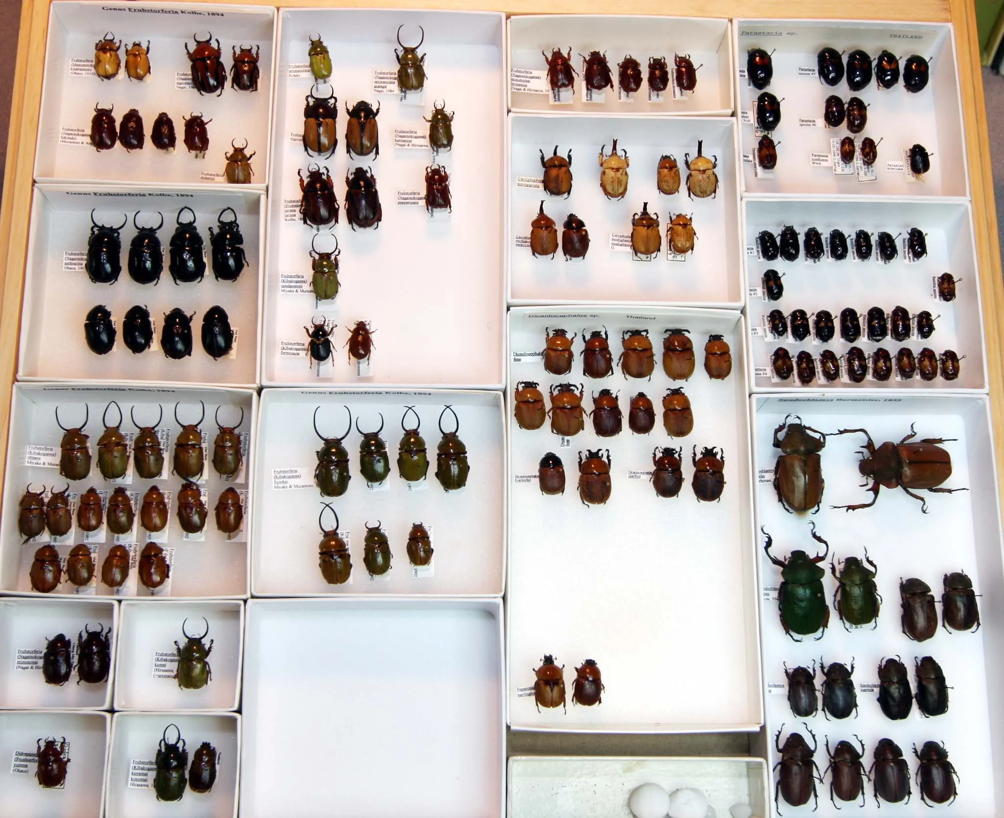 6 Fruhstorferia - Spodochlamys.JPG