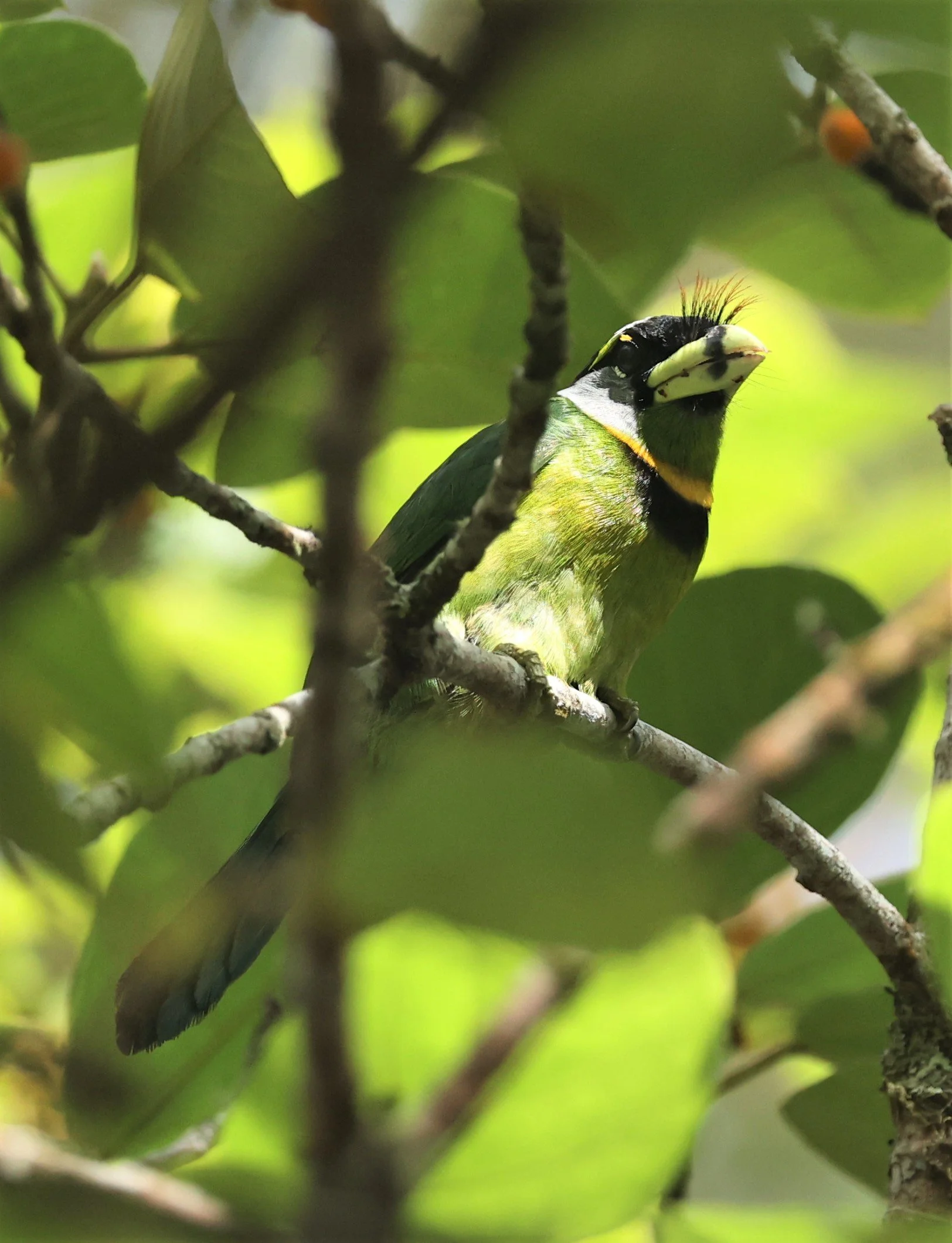 Psilopogon pyrolophus - FIRE-TUFTED BARBET - FRASER'S HILL, MALAYSIA JUNE 2022 (44).jpg