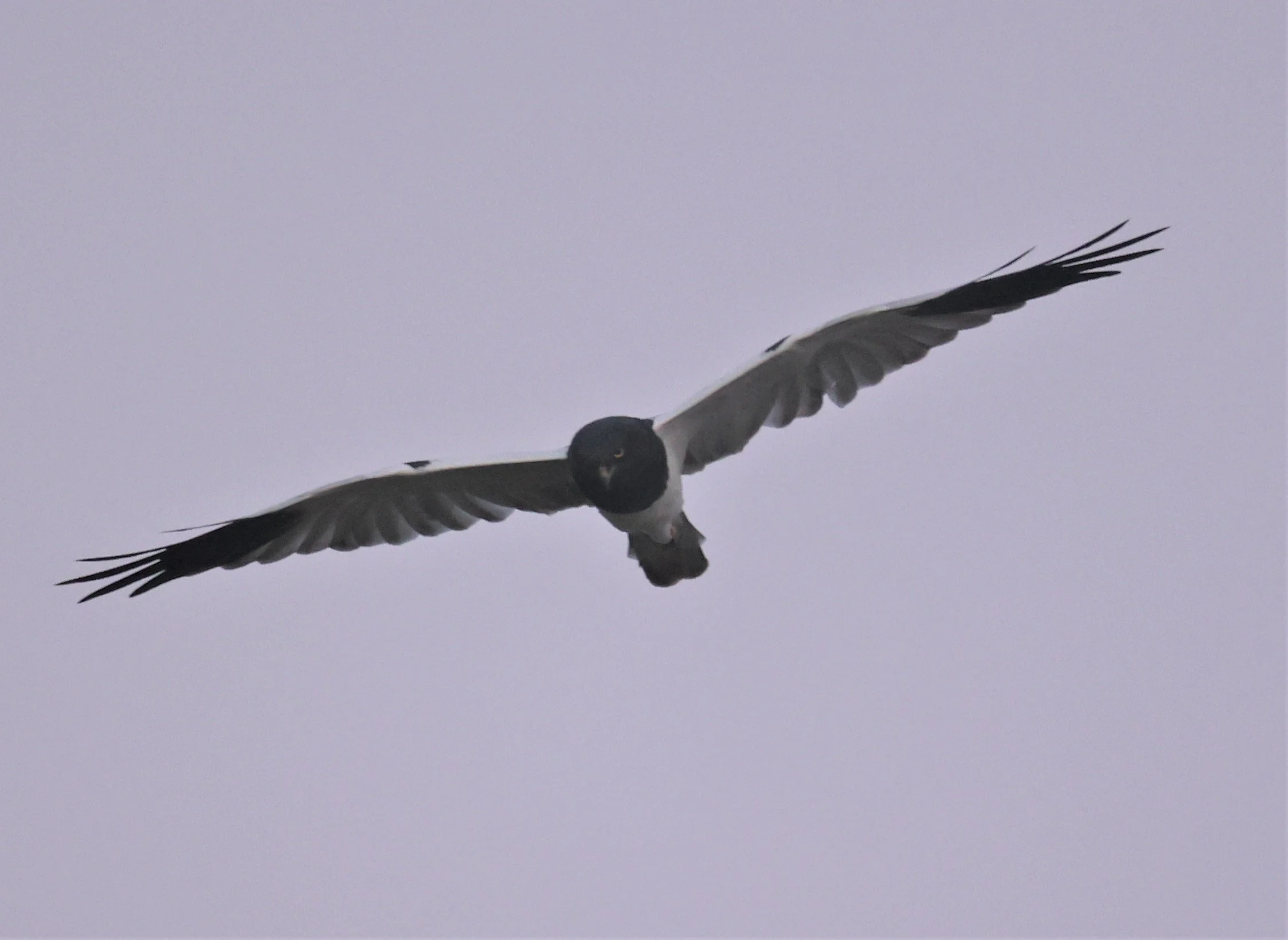 HARRIER - PIED HARRIER - Circus melanoleucos - YONOK CHIANG SAEN CHIANG RAI - ROOST (79).JPG