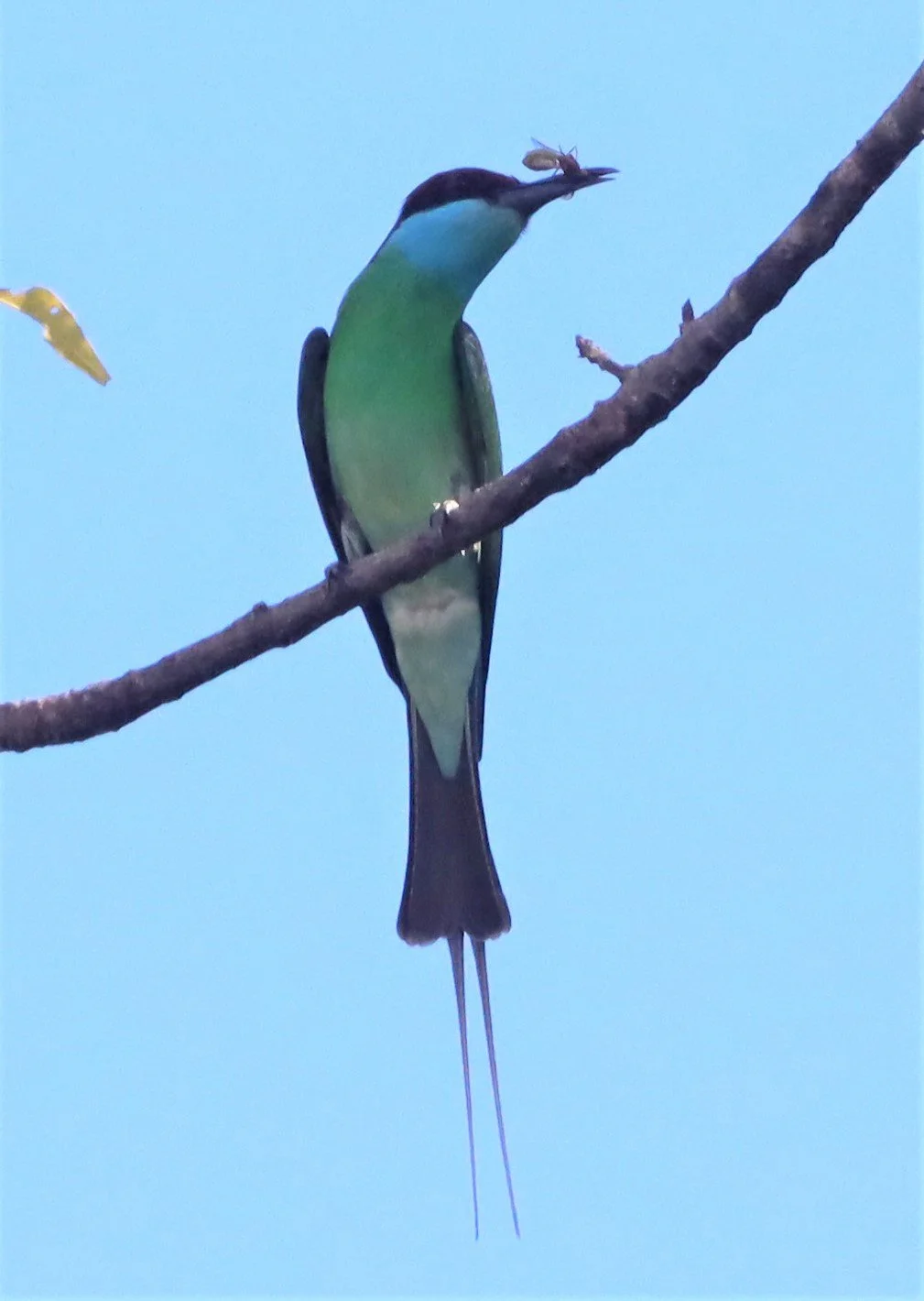 BEE-EATER - BLUE-THROATED BEE-EATER - Merops viridis - Khao Mai Kaeo, Bang Lamung District, Chon Buri (2).jpg