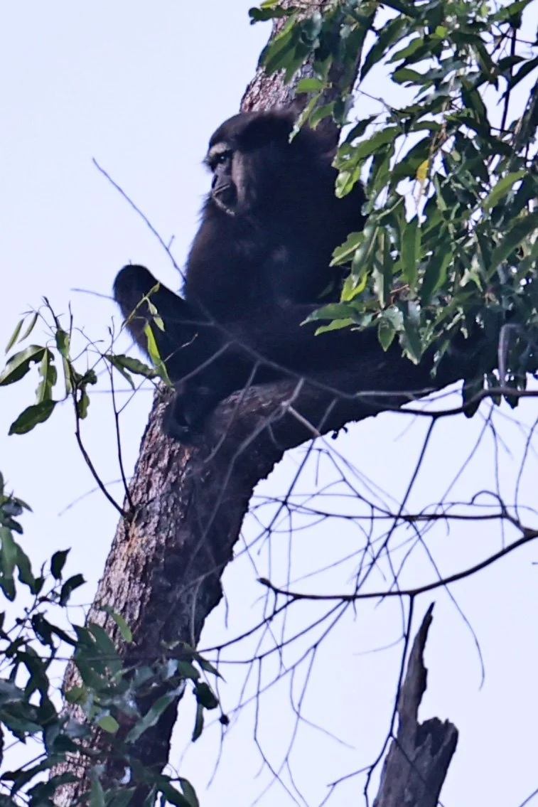 Hylobatidae - Agile Gibbon - Hylobates agilis - Hala Bala National Wildlife Sanctuary Thailand (24).jpg