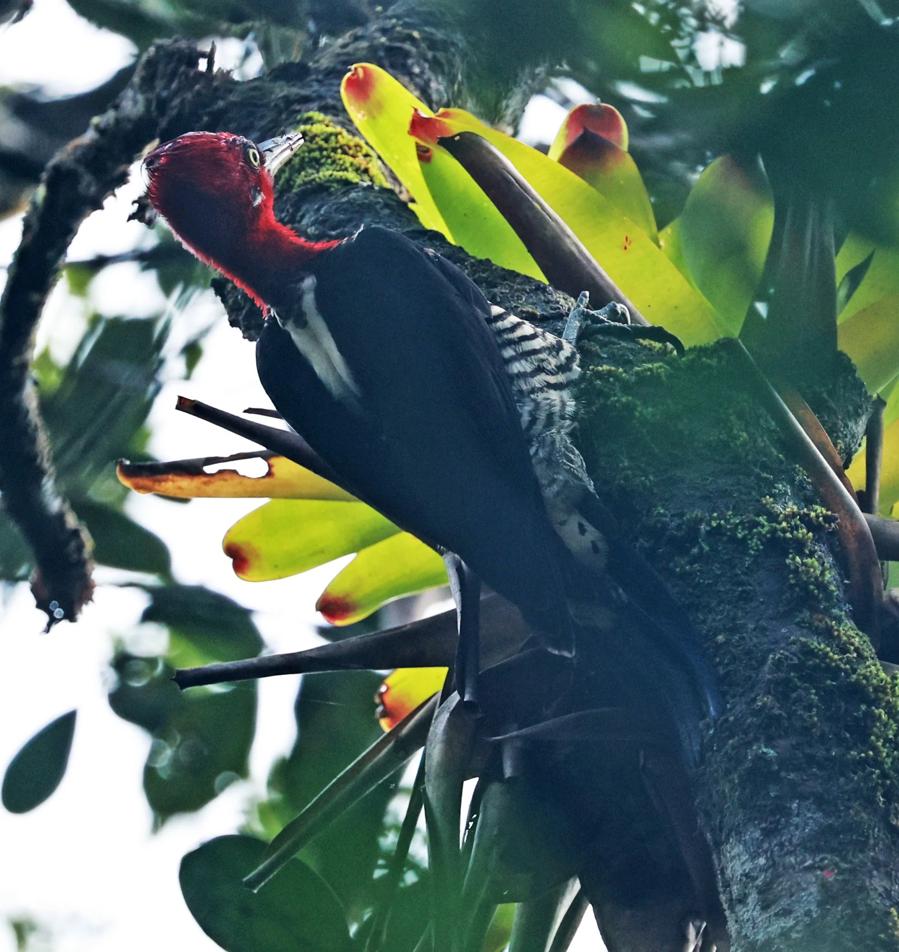 Robust Woodpecker (Campephilus robustus) Superagui National Park, Brazil