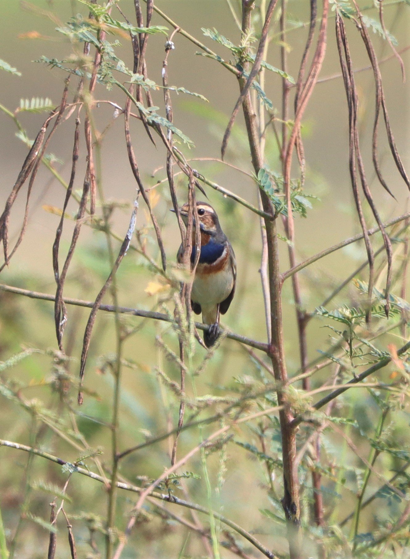 BLUETHROAT - Luscinia svecica - LAT KRABANG WETLANDS NEAR BKK (2).jpg