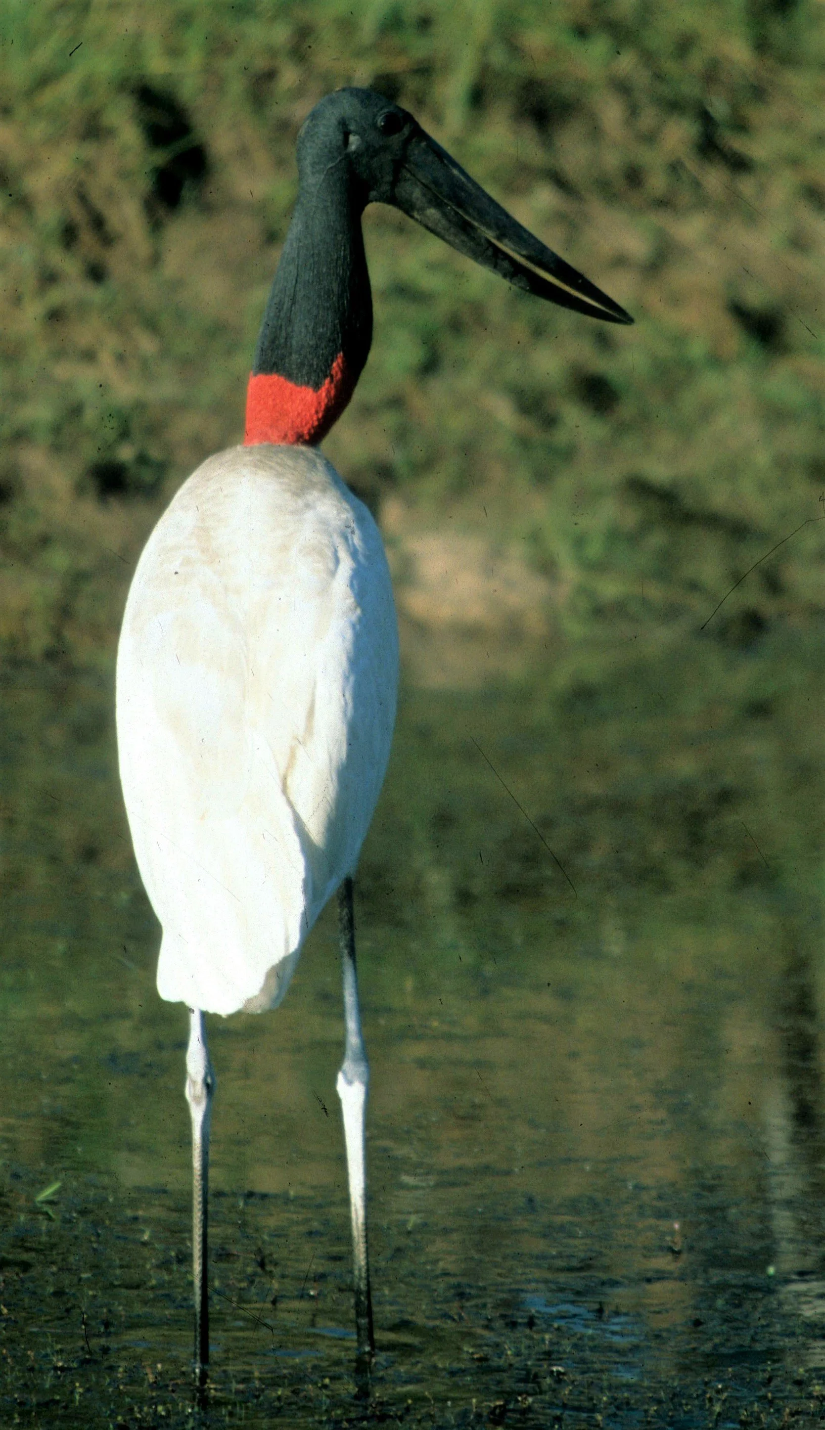 STORK - JABIRU - Jabiru mycteria - PANTANAL BRAZIL - MATTO GROSSO (6)a.jpg