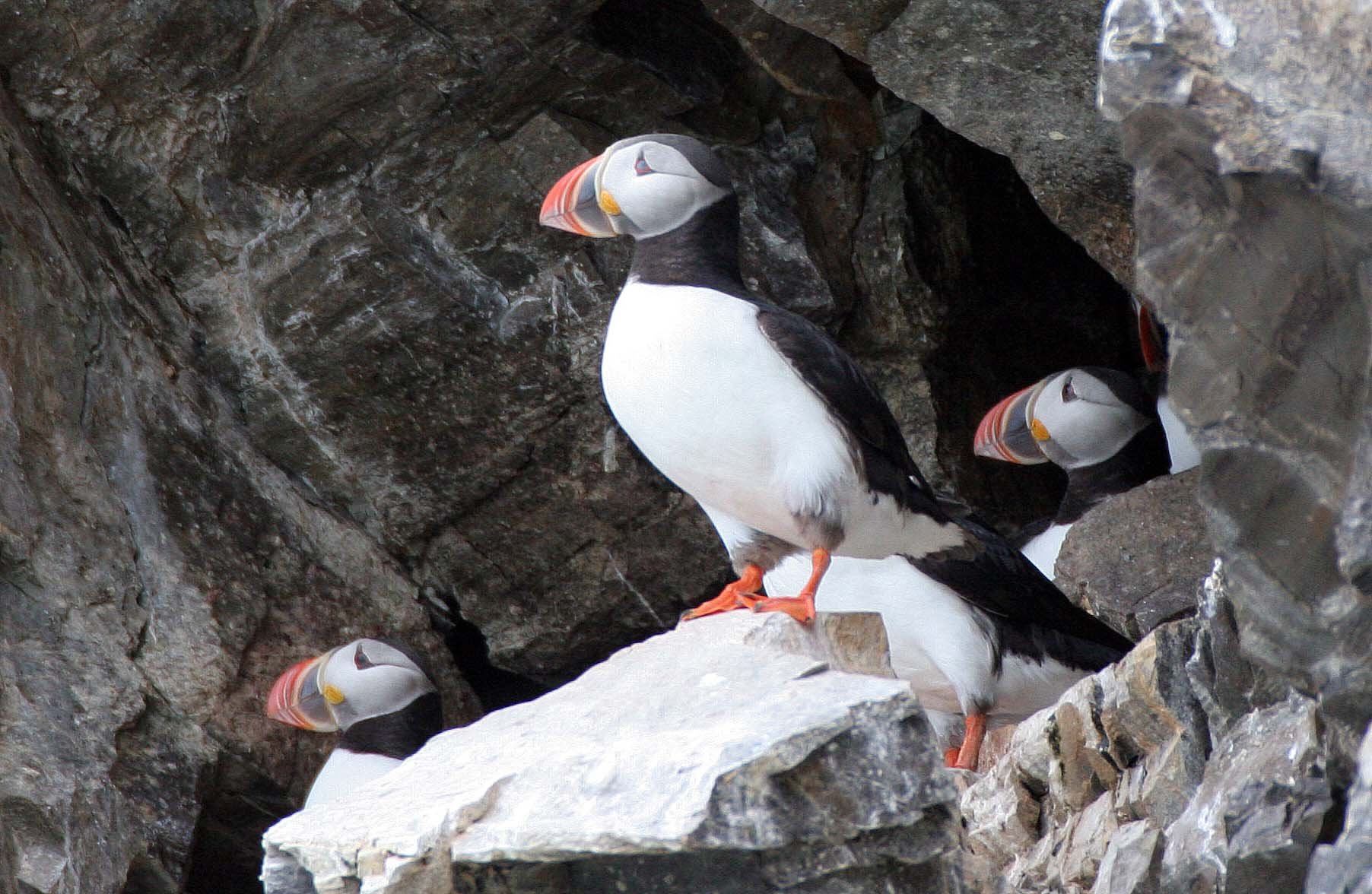 Fratercula arctica - ATLANTIC PUFFIN - SVALBARD (40).jpg