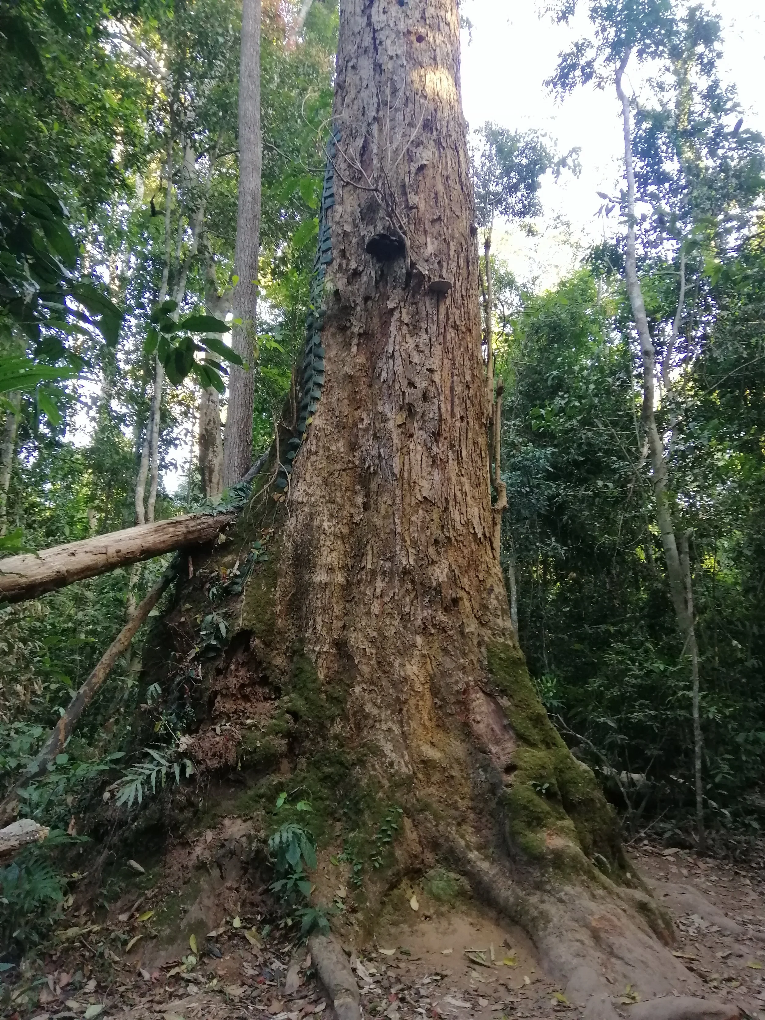 A great old tree where one can find Lesser False Vampire Bats on a regular basis.