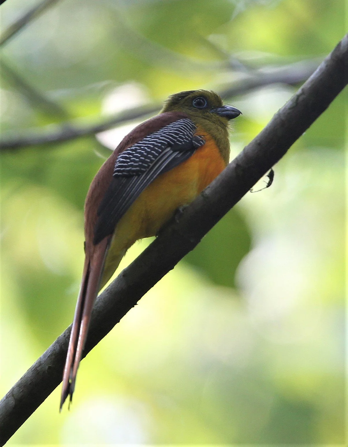 Orange-breasted Trogon (Harpactes oreskios) Kaeng Krachan NP