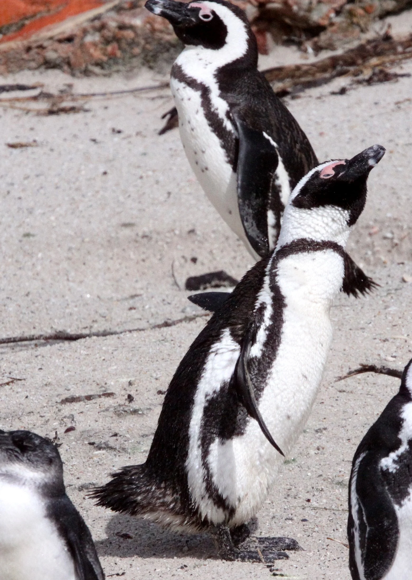 Jackass or African Penguin (Spheniscus demersus) Simon's Town Rookery, Table Mountain NP South Africa (96).JPG