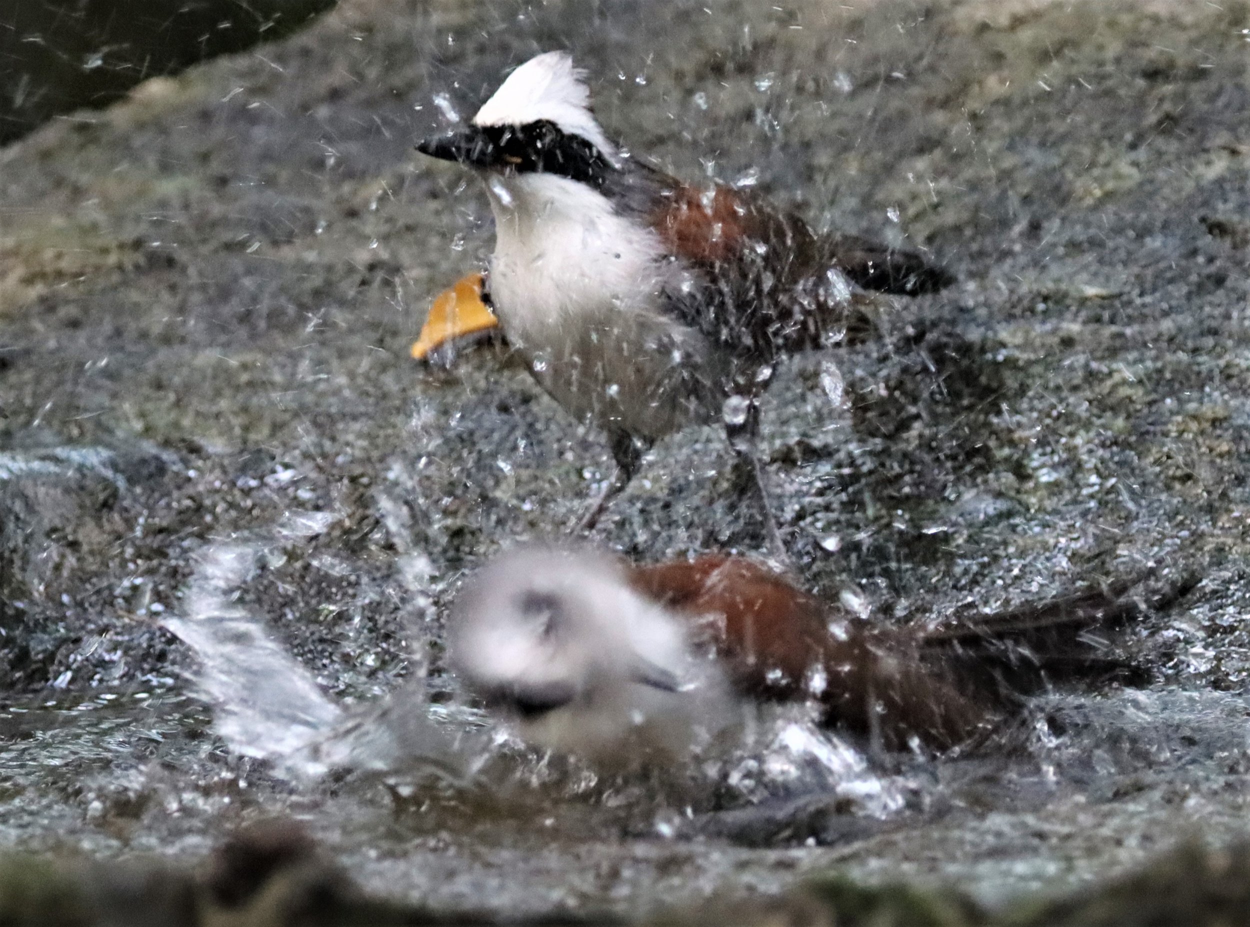 LAUGHINGTHRUSH - WHITE-CRESTED LAUGHINGTHRUSH - Garrulax leucolophus - WAT THAM PRATHUN CHONBURI (62).jpg