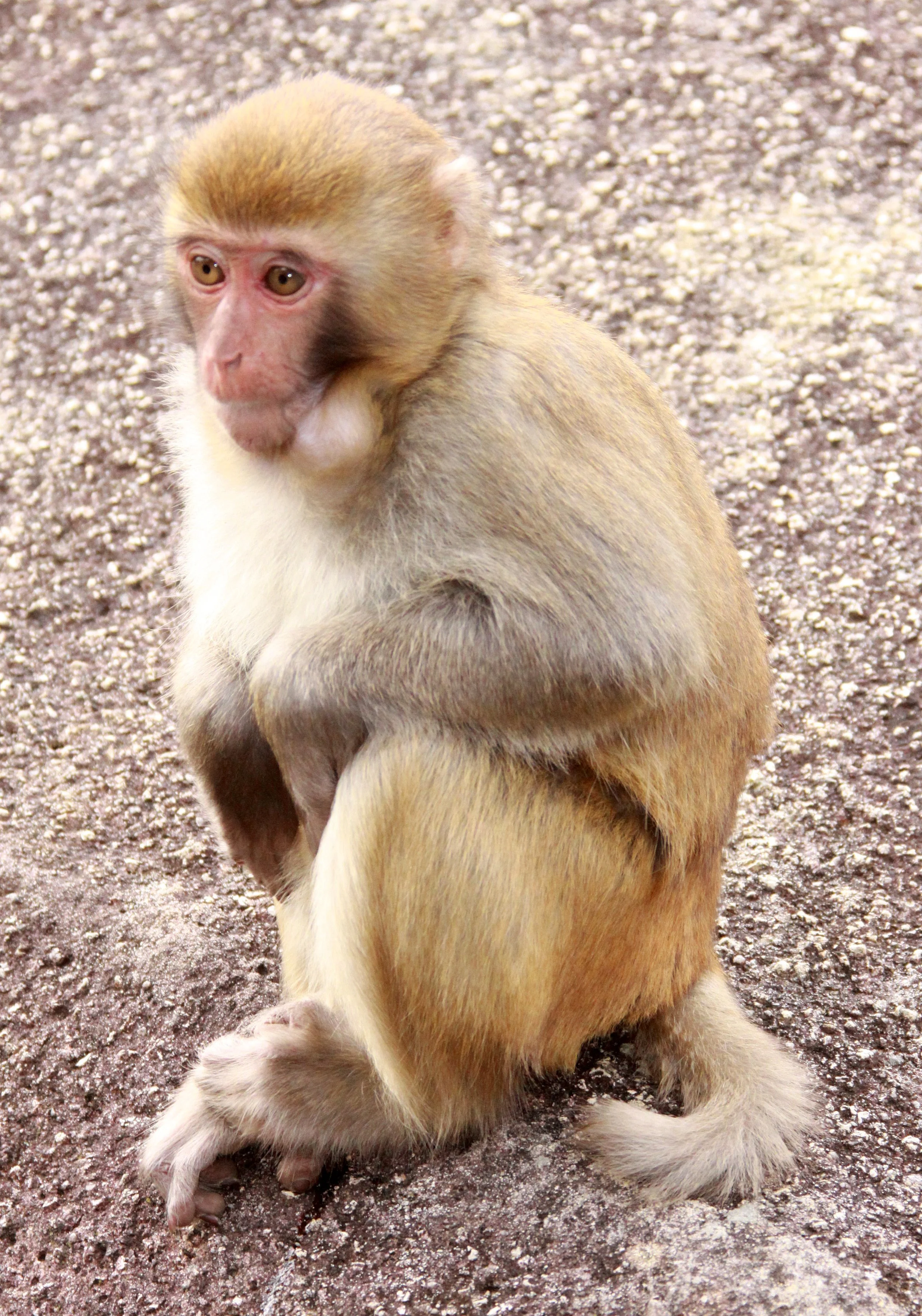 CERCOPITHECIDAE - Macaca mulatta littoralis - SOUTH CHINESE RHESUS MACAQUE - CHINESE ALLIGATOR BREEDING CENTER - XUANCHENG (16).JPG