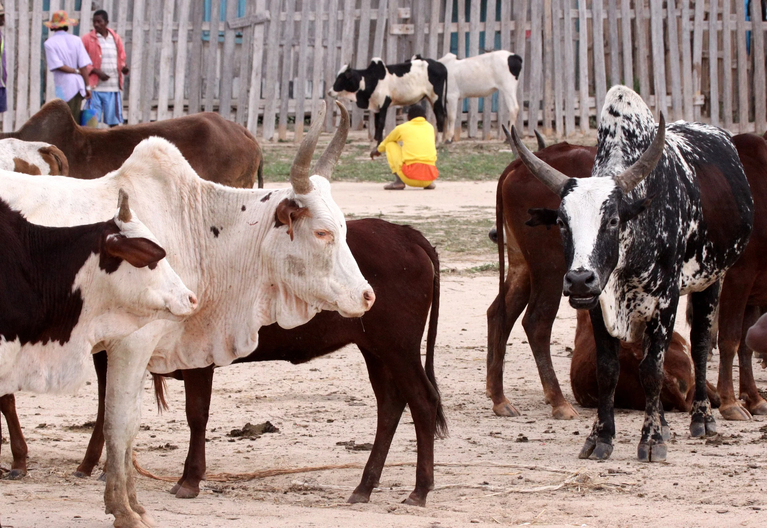 ANTANDROY VILLAGE - ZEBU MARKET DAY (6).JPG