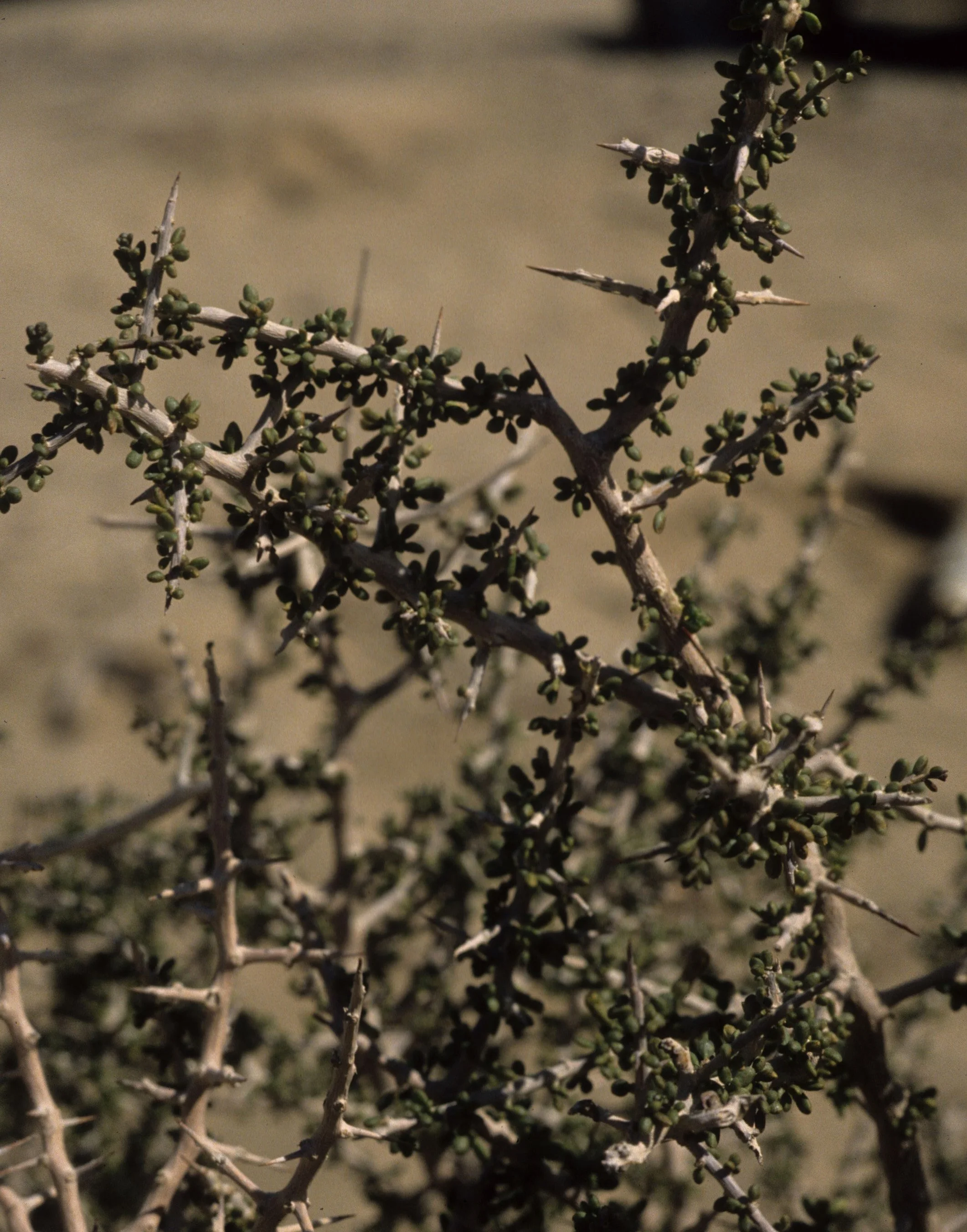 ANZA BORREGO - RHAMNACEAE - CONDALIA SPATHULATA - SPINY ABROJO.jpg