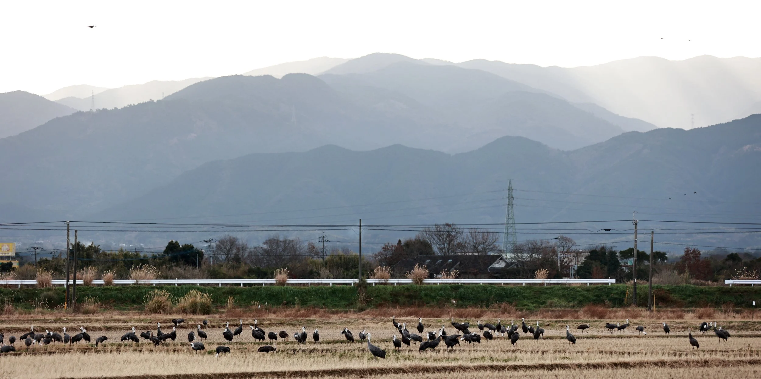 Hooded Crane (Grus monacha) & White-naped Crane - Izumi Crane Park & Center, Izumi Kagoshima Kyushu Japan (2).jpg