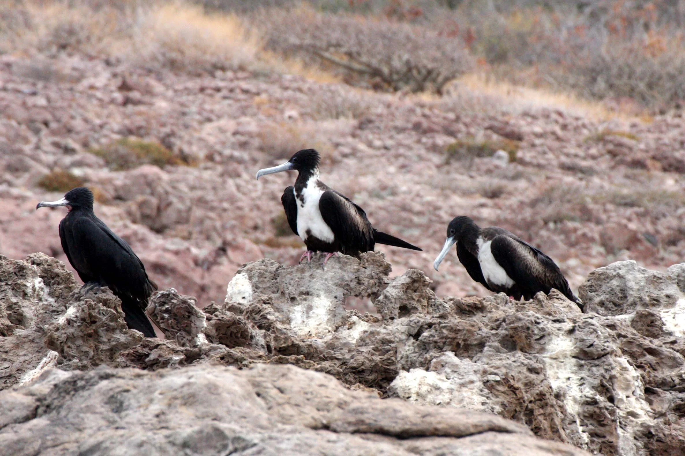 Magnificent Frigatebird (Fregata magnificens) Montserrat Island, Baja Mexico (6).JPG