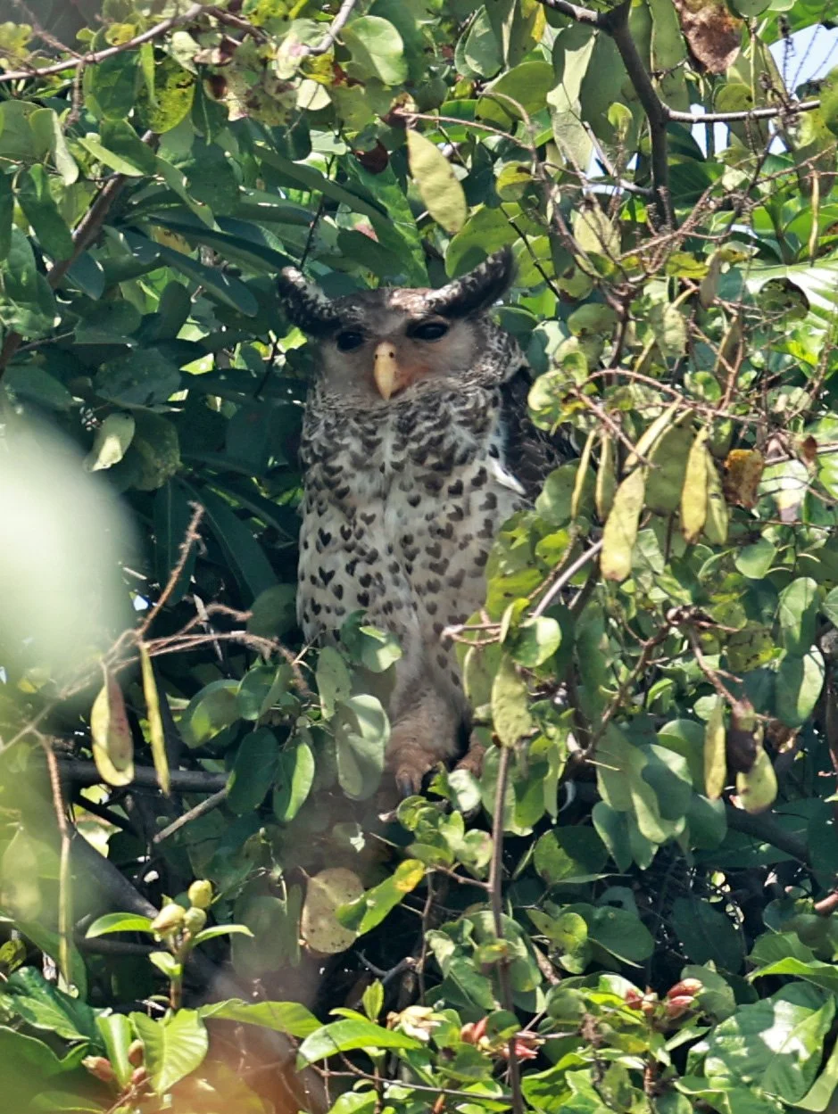 Spot-bellied Eagle-Owl (Bubo nipalensis) Pak Chong Mu Si Municipality Feb 2026  (50).jpg