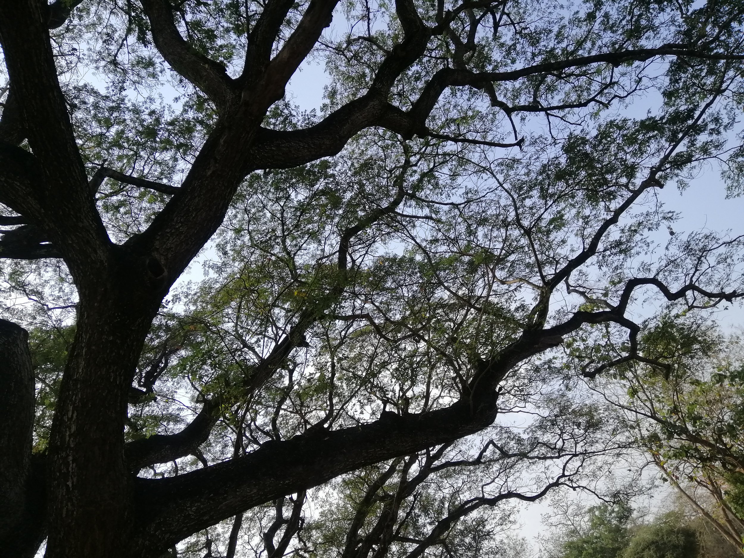 Samanea saman, commonly known as a Monkey Pod or Rain Tree.: It is famous for its massive canopy, which provides extensive shade, reaching up to 50 meters in diameter. 
