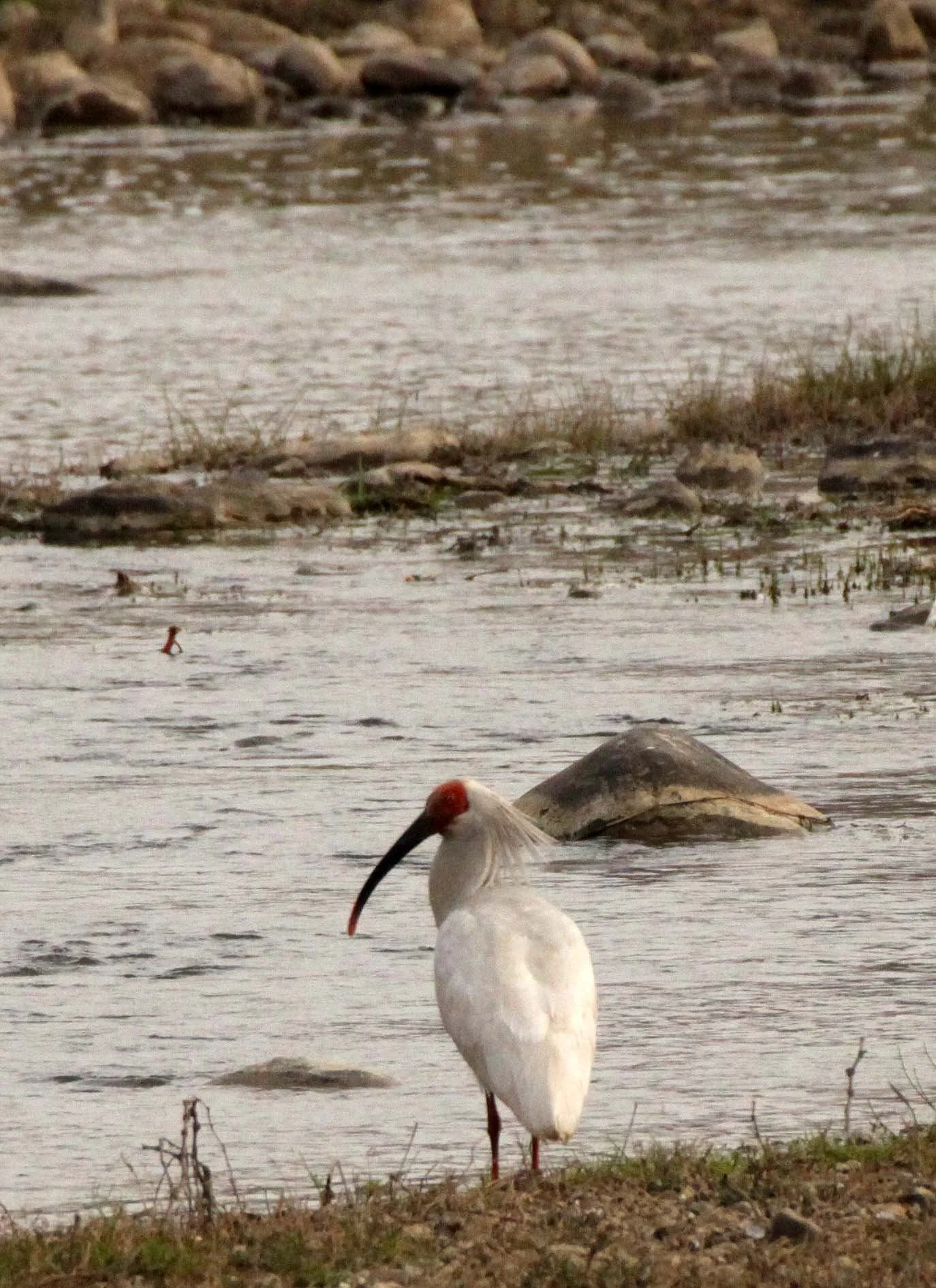 IBIS - CRESTED IBIS - Nipponia nippon - YANG COUNTY SHAANXI PROVINCE CHINA (67).JPG