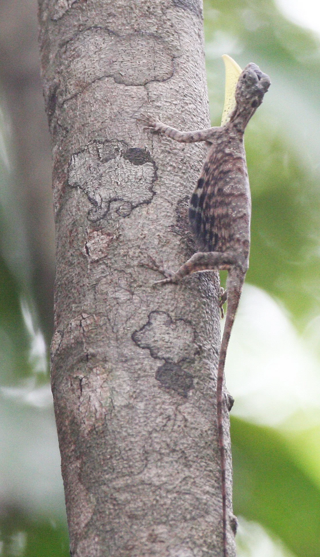 2016 Koh Lanta TheOtherSideVillas - Nature at our Home (136).JPG