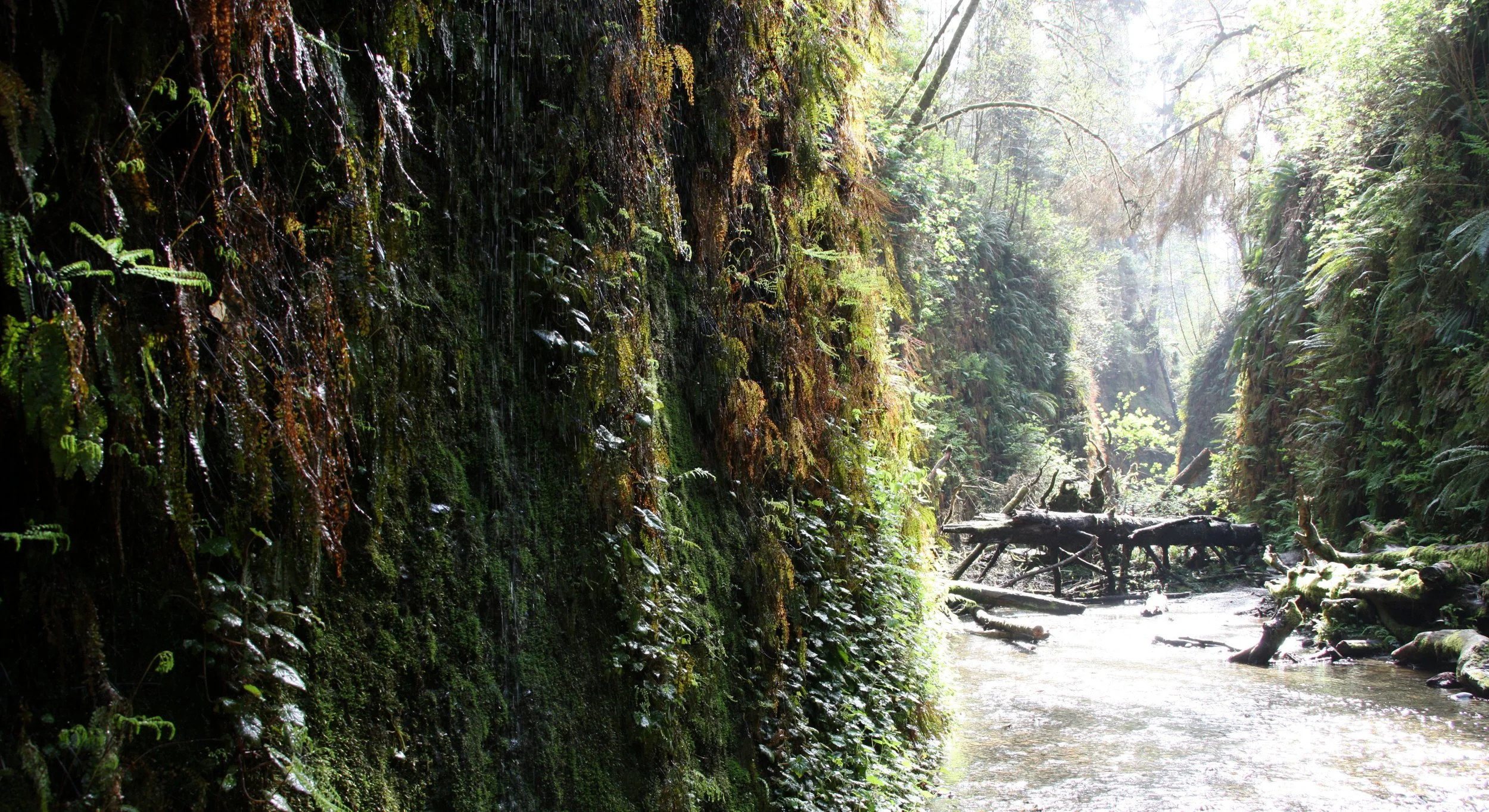 PRAIRIE CREEK STATE PARK CALIFORNIA - FERN CANYON (8).JPG