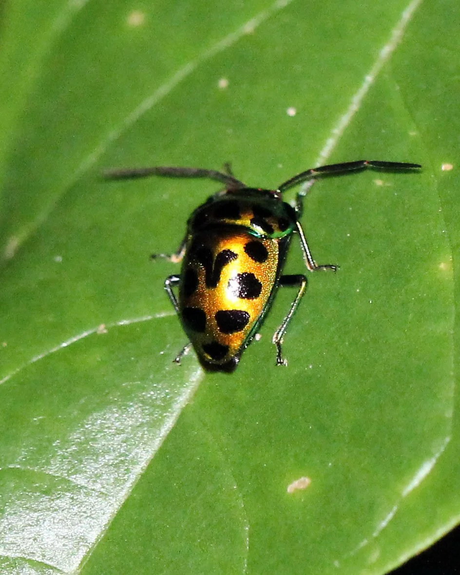 Chrysocoris stollii - Koh Lanta, Thailand (4).JPG