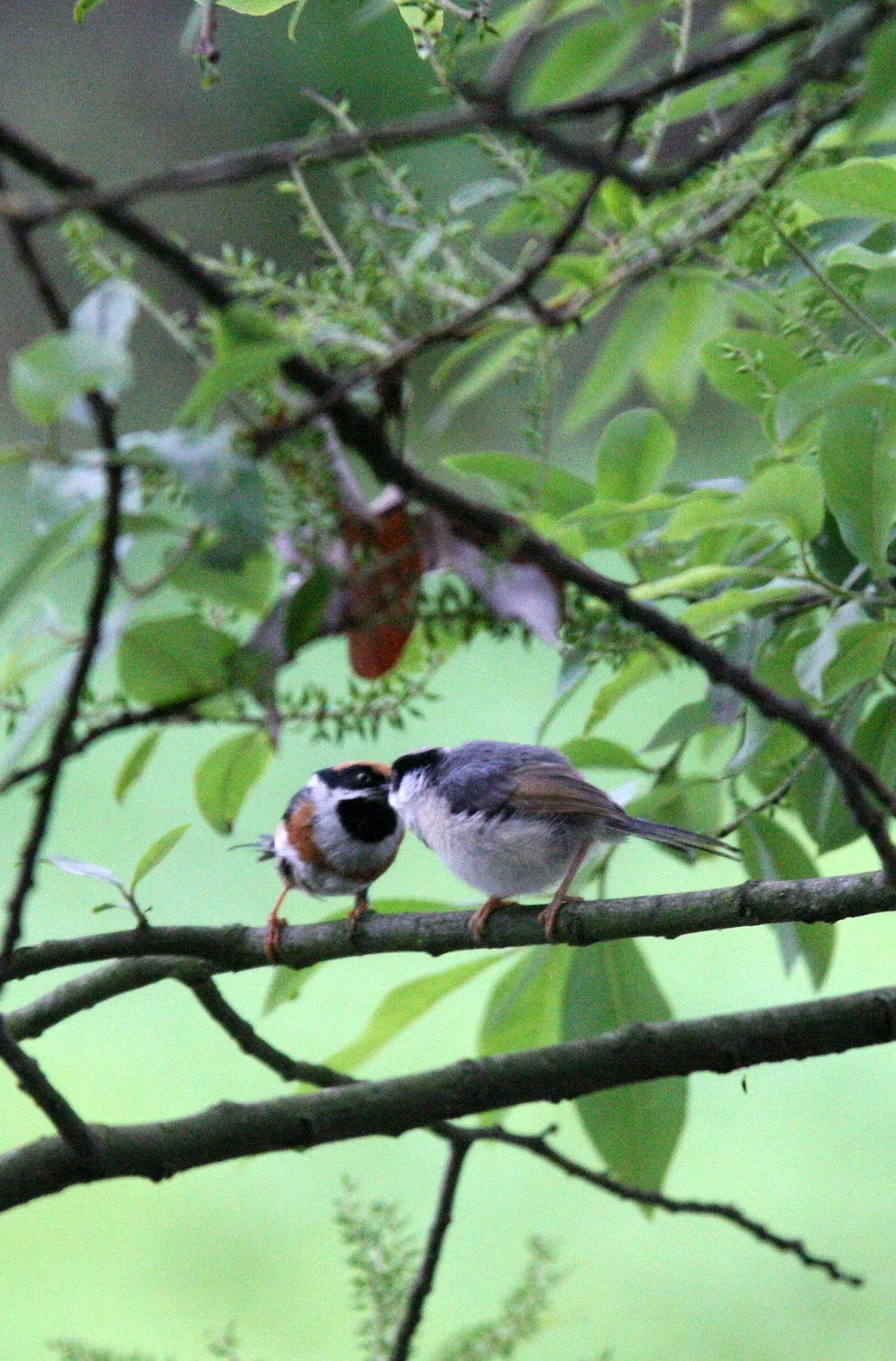 Black-throated Bushtit (Aegithalos concinnus) Hongcun Village, Anhui China (24).JPG