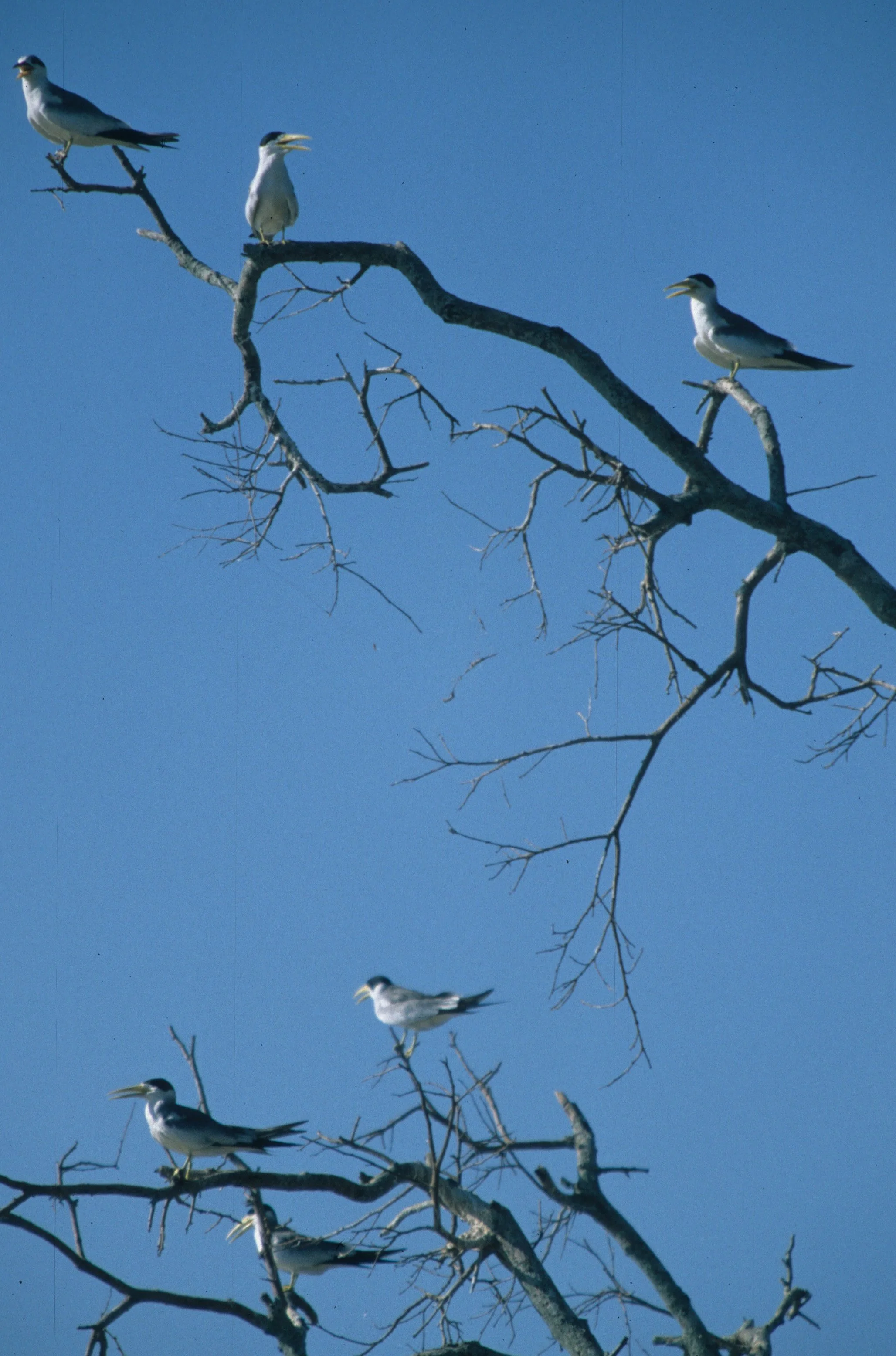 BIRD - TERN - LARGE BILLED - PANTANAL E.jpg