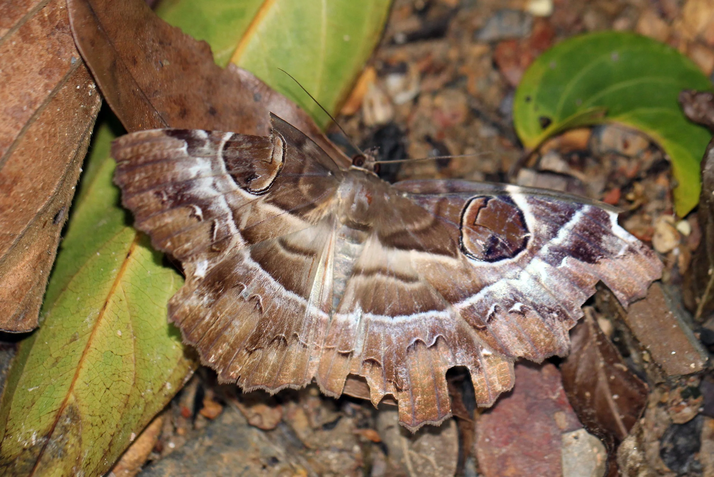 Noctuidae - Spirama helicina - Koh Lanta, Thailand