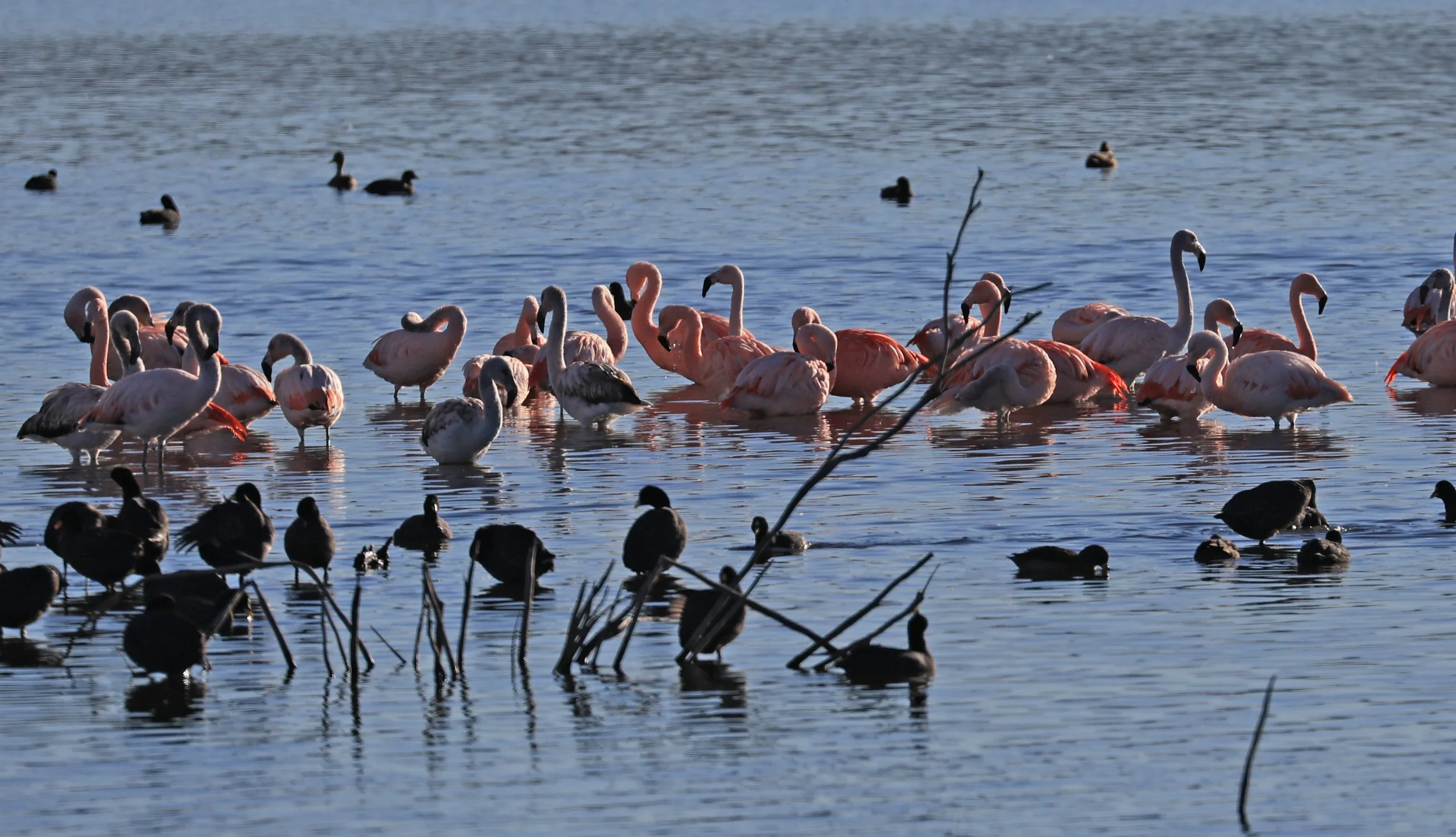 Chilean Flamingo (Phoenicopterus chilensis) Lagunas del Ornitólogo, Trelew Argentina (2).JPG
