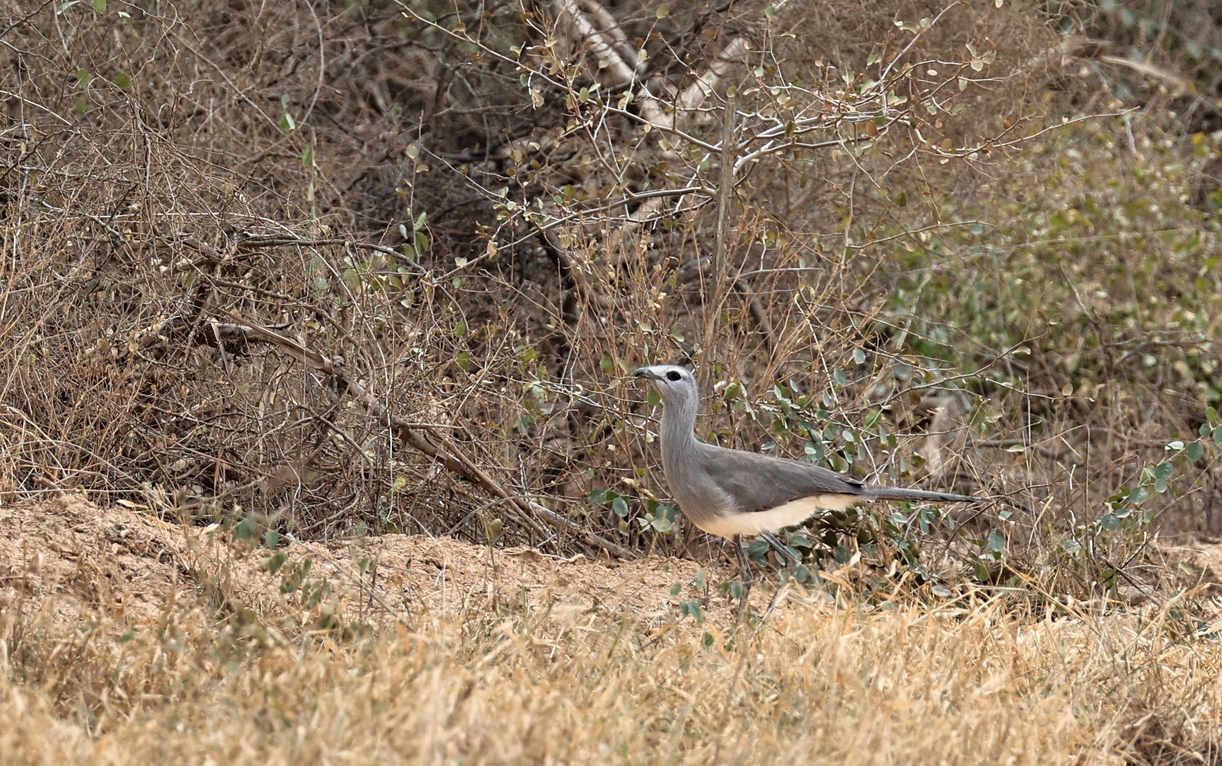 Black-legged Seriema (Chunga burmeisteri) Agua Dulce Paraguay (14).jpg