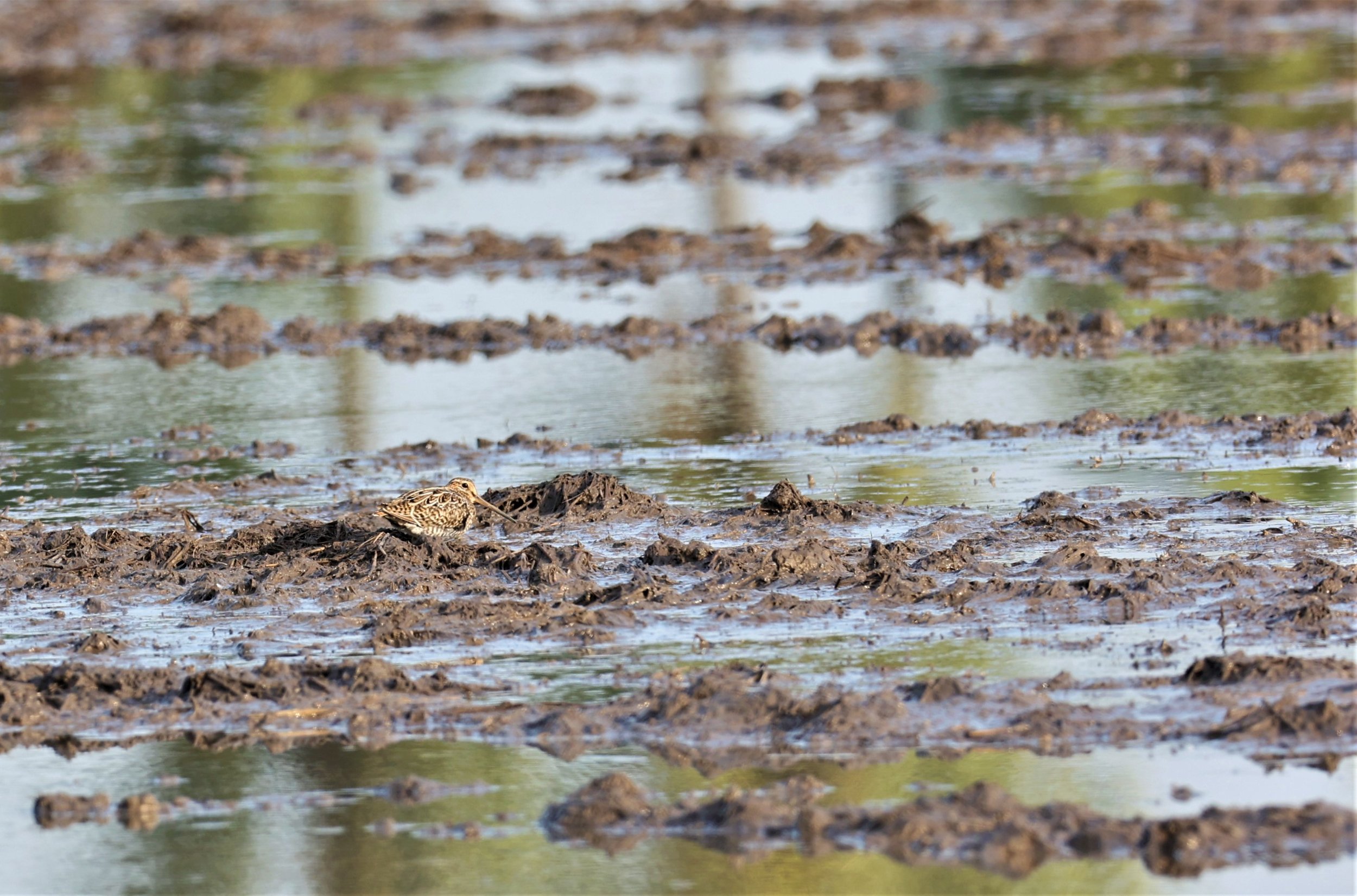 SNIPE - COMMON SNIPE - Gallinago gallinago - PATHUM THANI RICE RESEARCH CENTER 14 SEPT 2021 (5).jpg