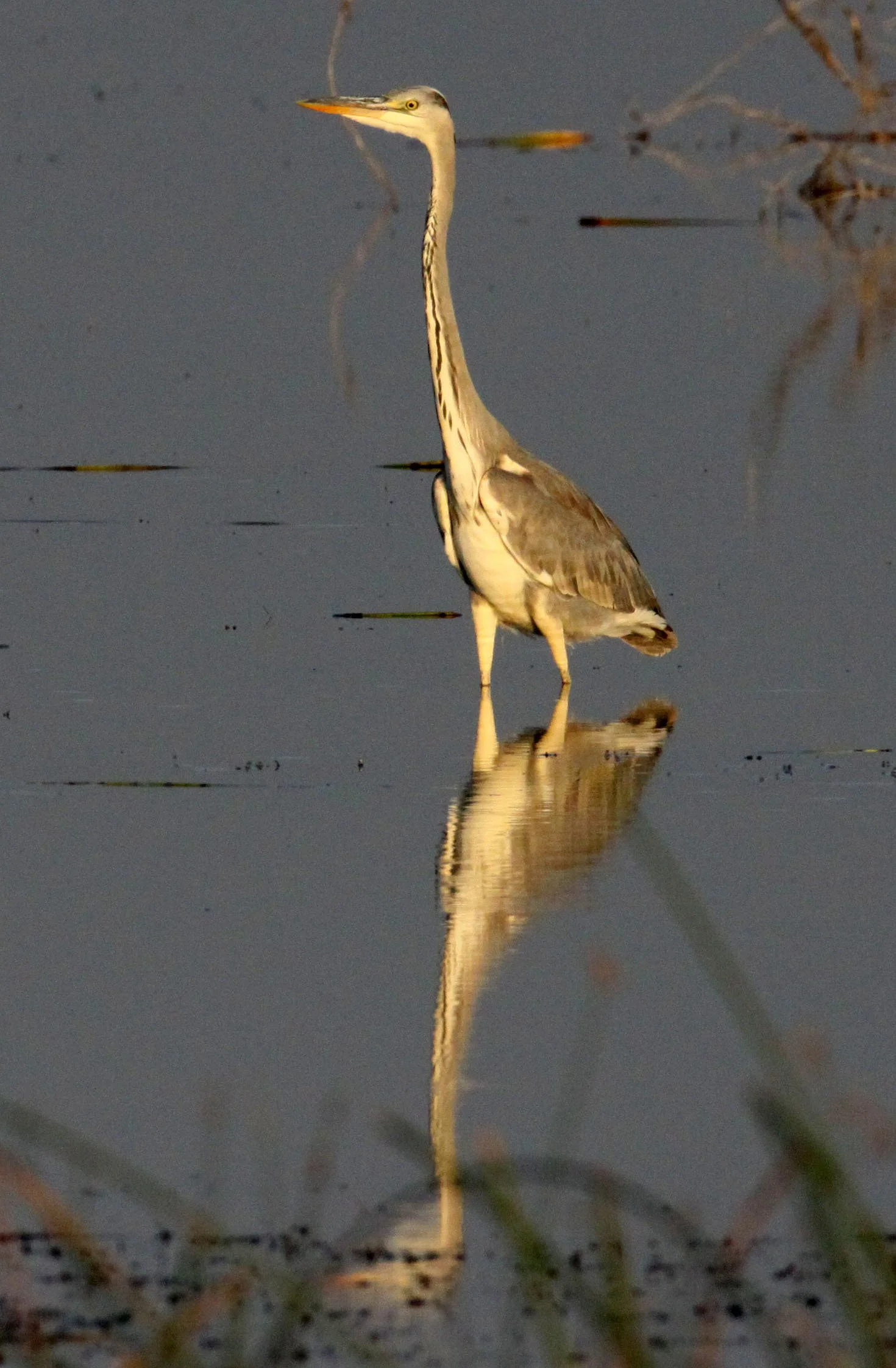 HERON - GREY HERON - Ardea cinerea - LITTLE RANN OF KUTCH GUJARAT INDIA (17).JPG