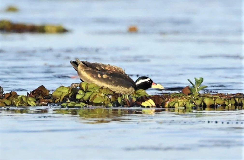 JACANA - BRONZE-WINGED JACANA - Metopidius indicus - THALE NOI WETLANDS PATTHALUNG PROVINCE (8).JPG