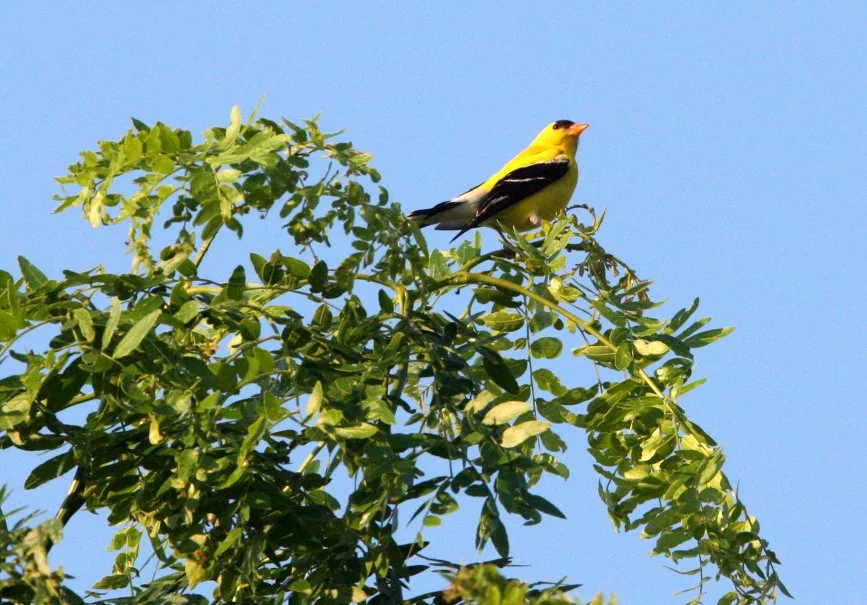 American Goldfinch (Spinus tristis) McKee Marsh, Illinois (8).JPG